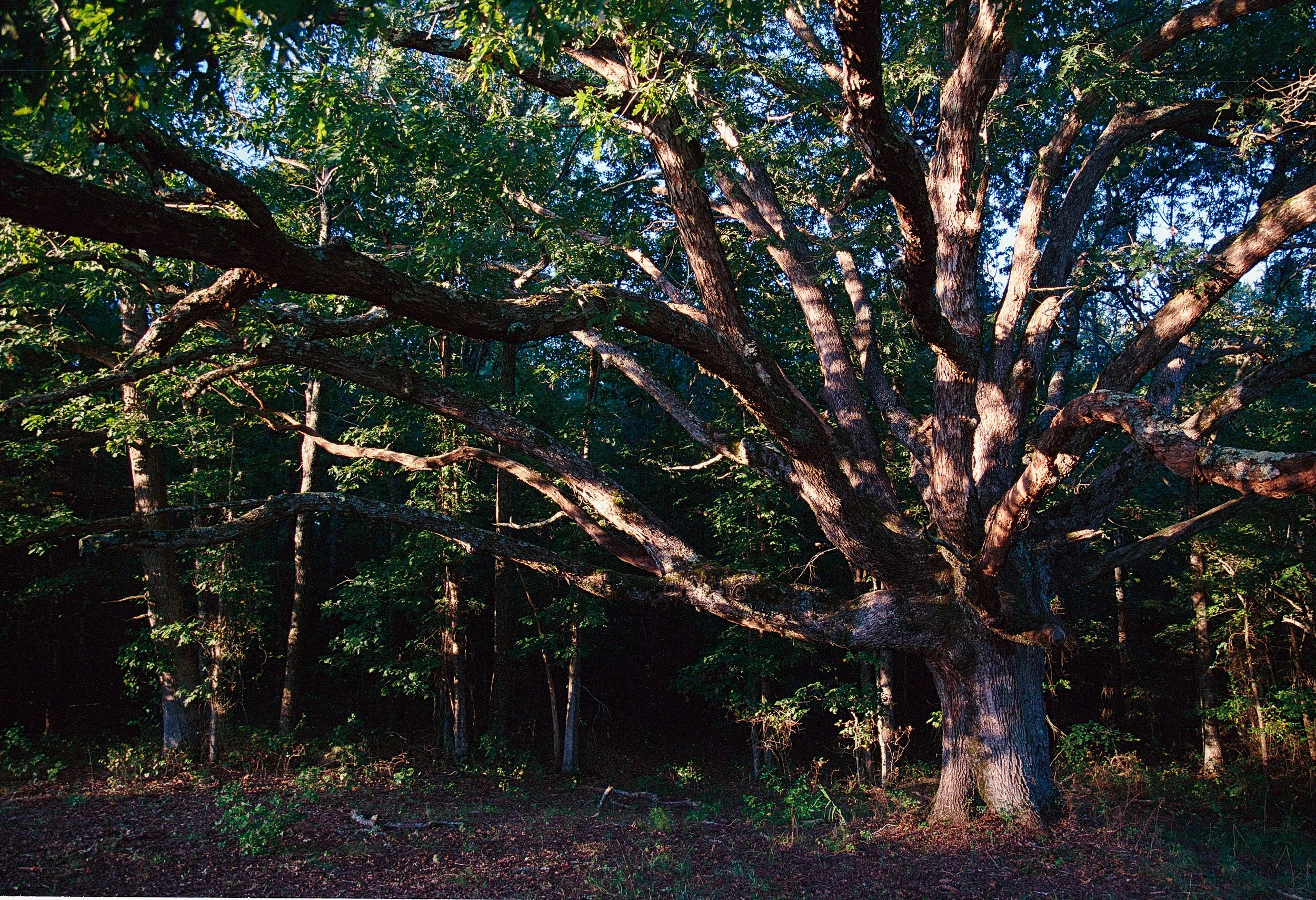 2025-10-06_Ektar (12).JPG