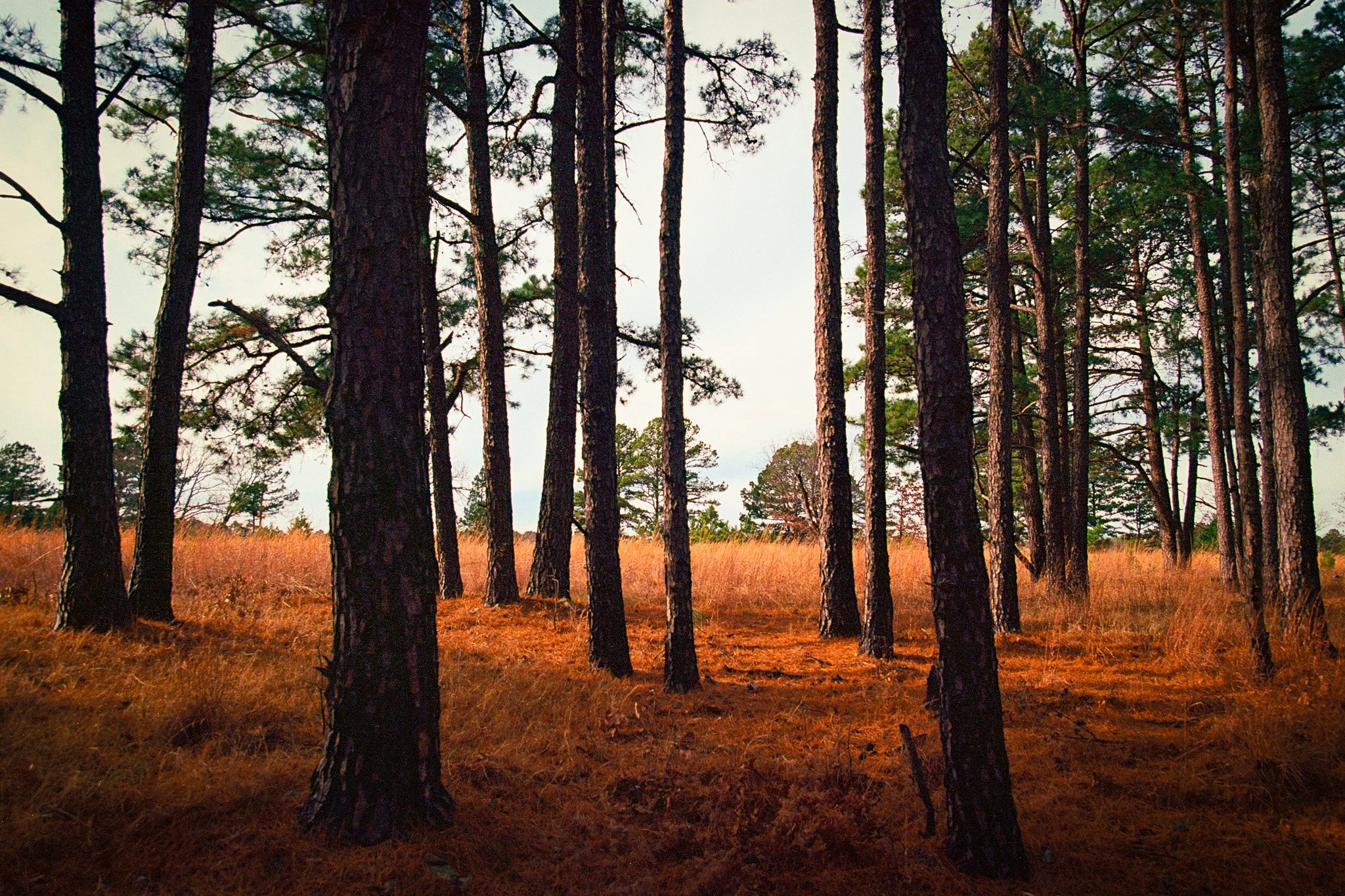 2026-01-02_Ektar (35)-2.JPG