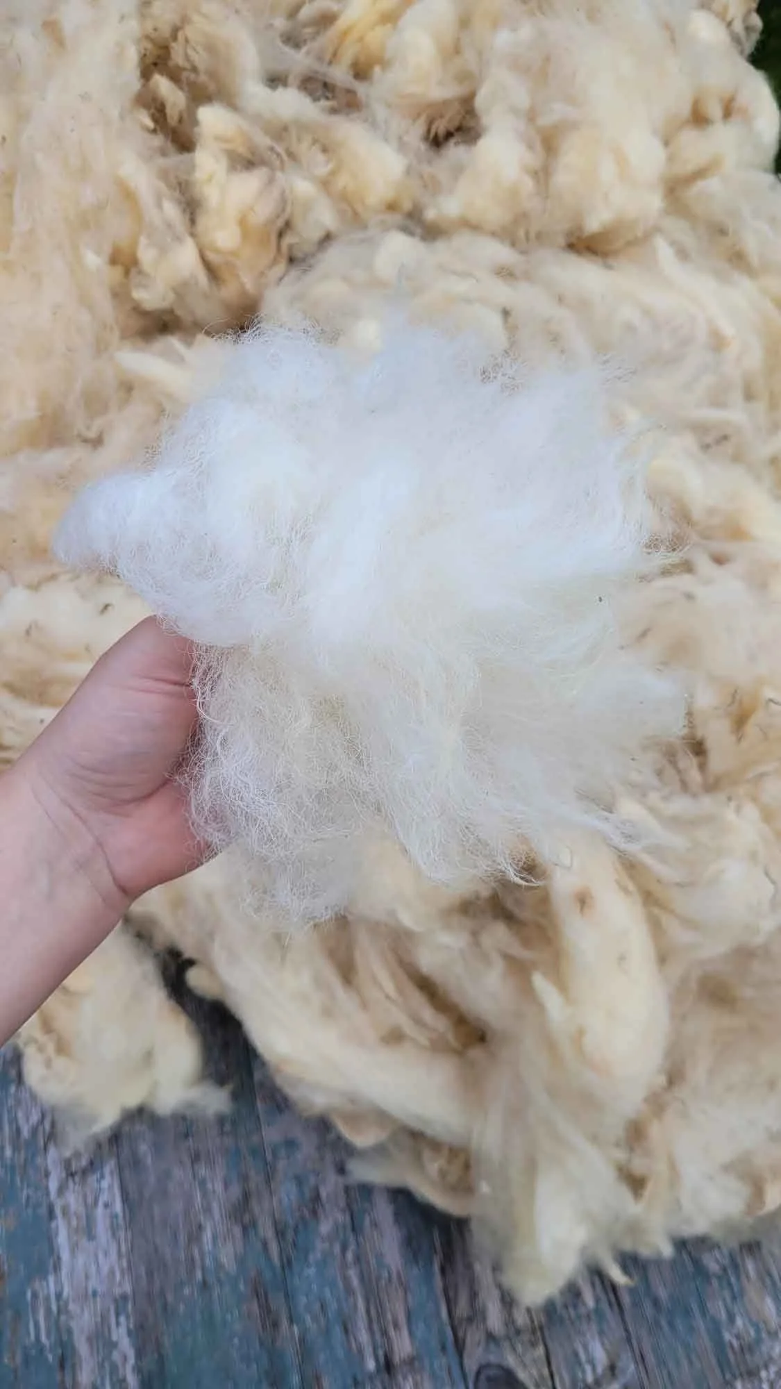 Wool Processing for Spinning and Felting