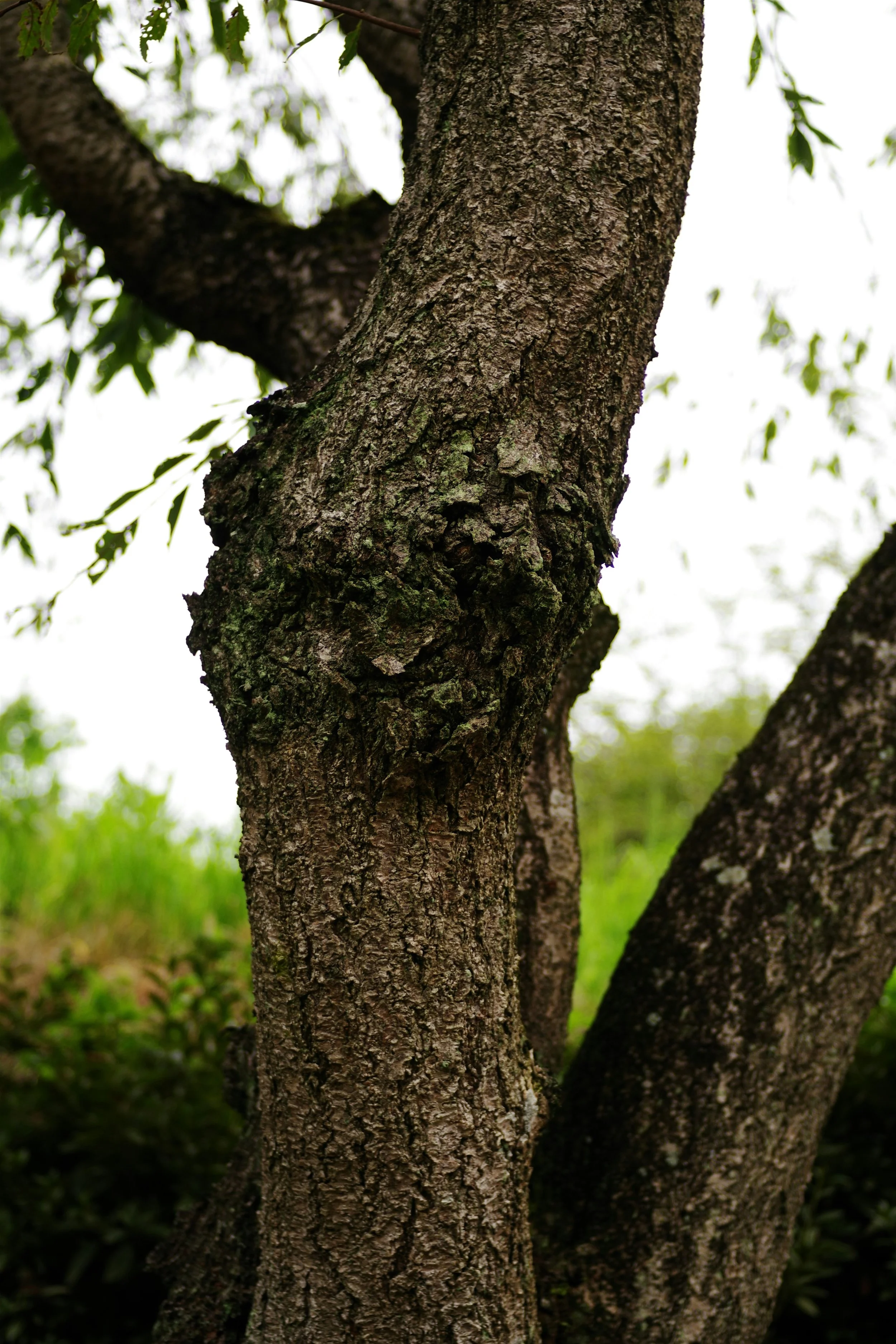 Close-up of tree bark with textured, rough surface and green moss, with blurred greenery in the background.