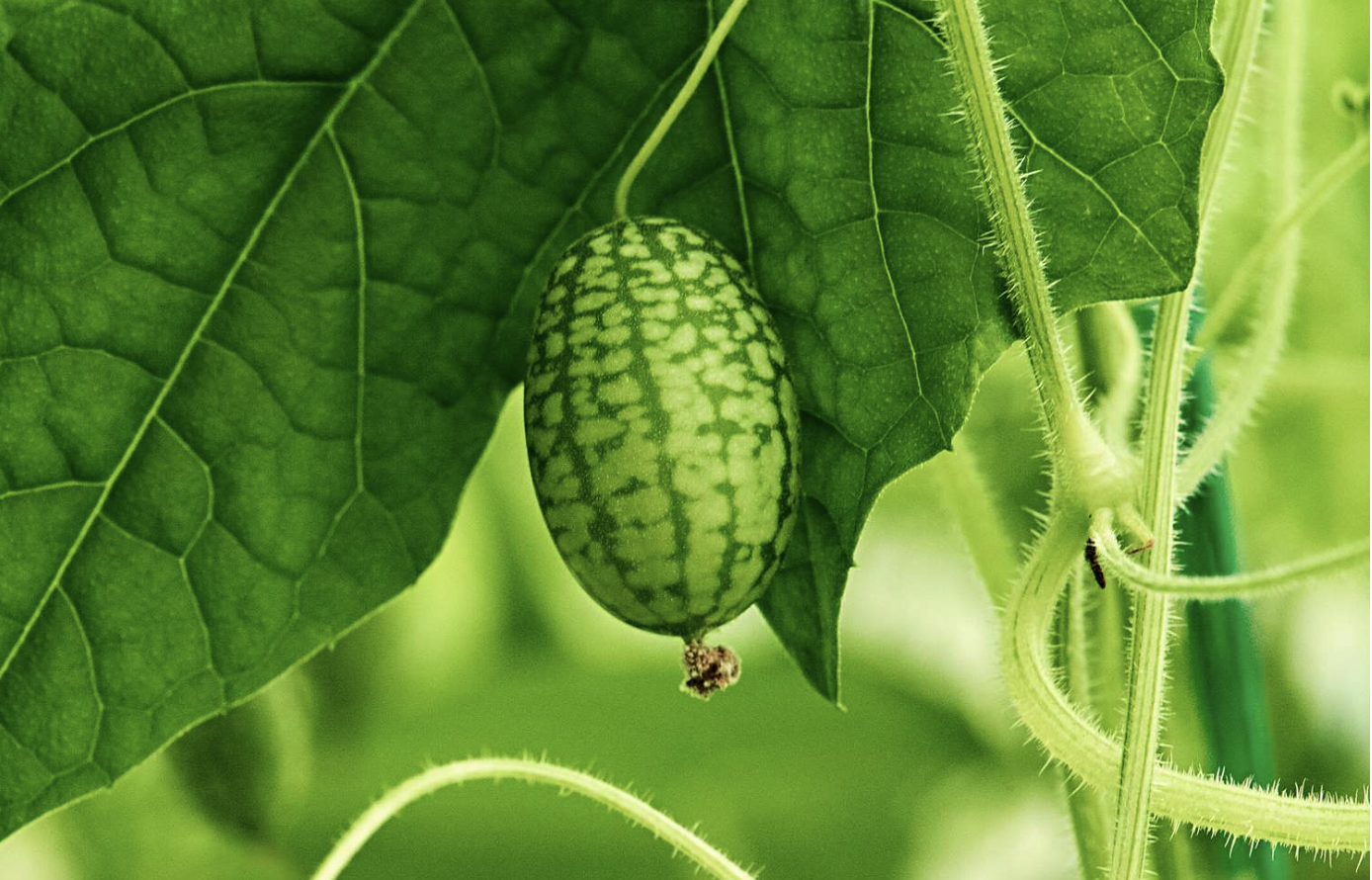 Cucamelon