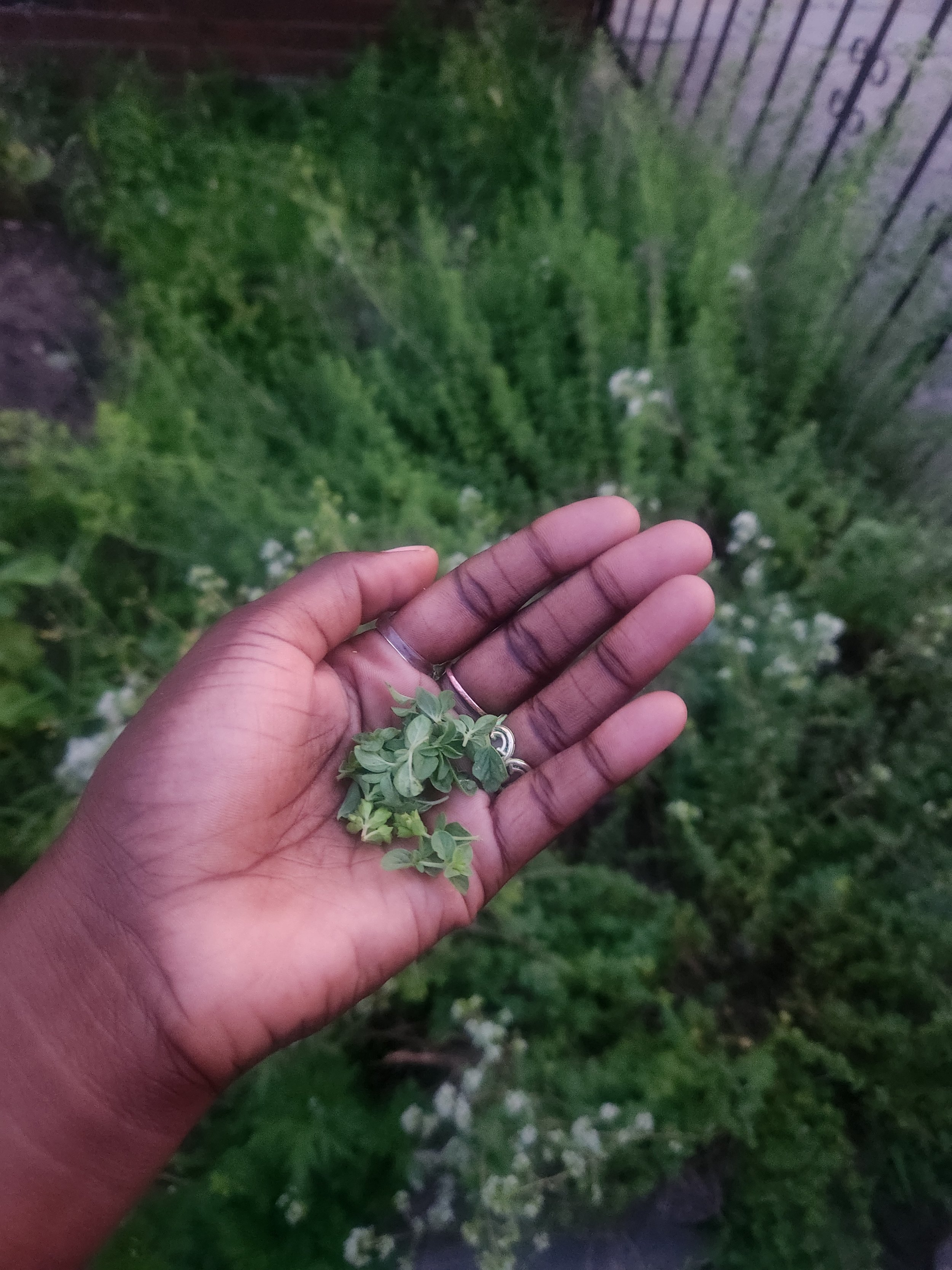 A person's hand holding a small leafy herb plant over a garden with green plants and a fence in the background.