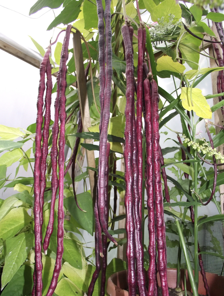 Purple Long Bean