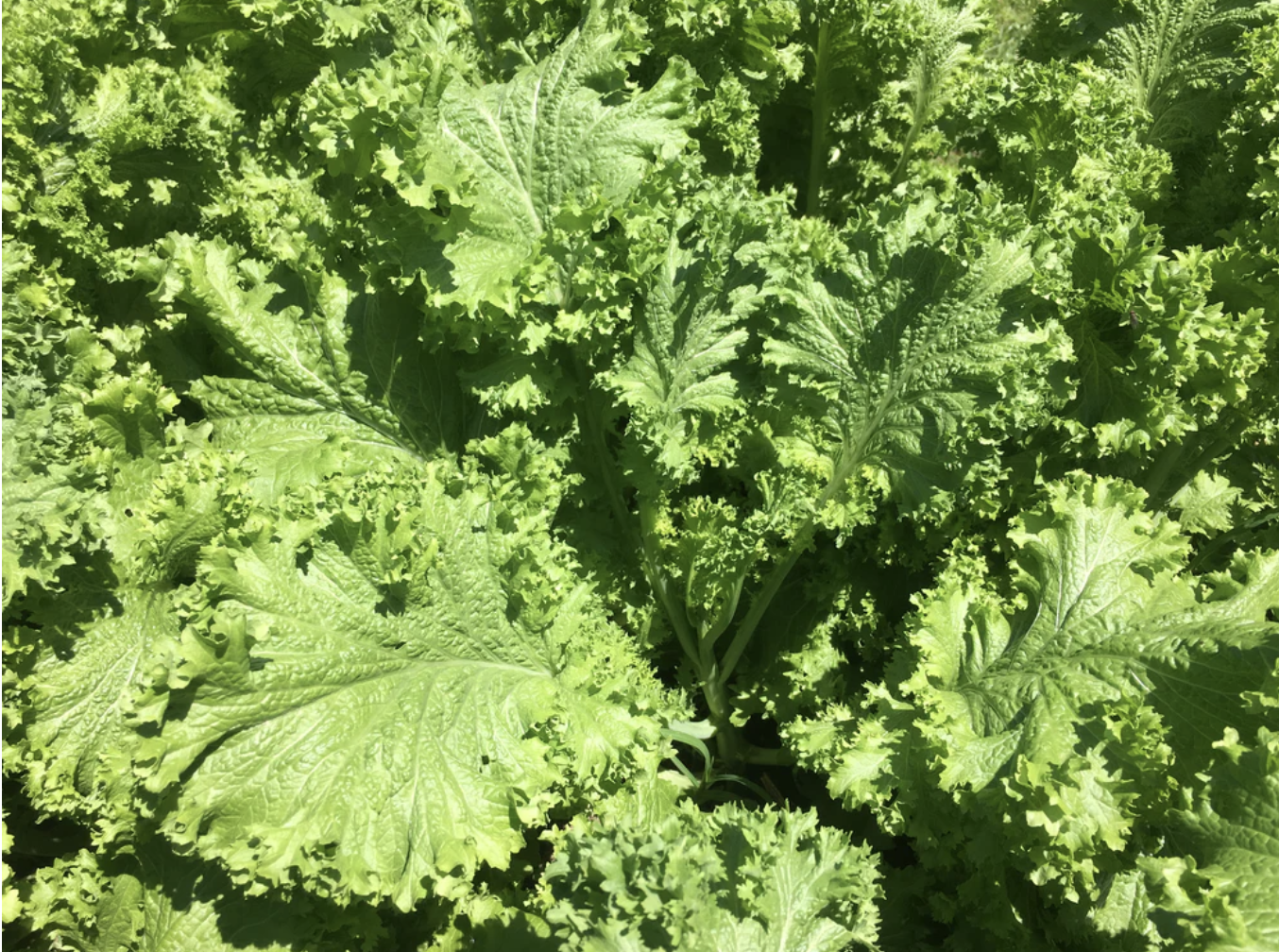 Mustard Lettuce