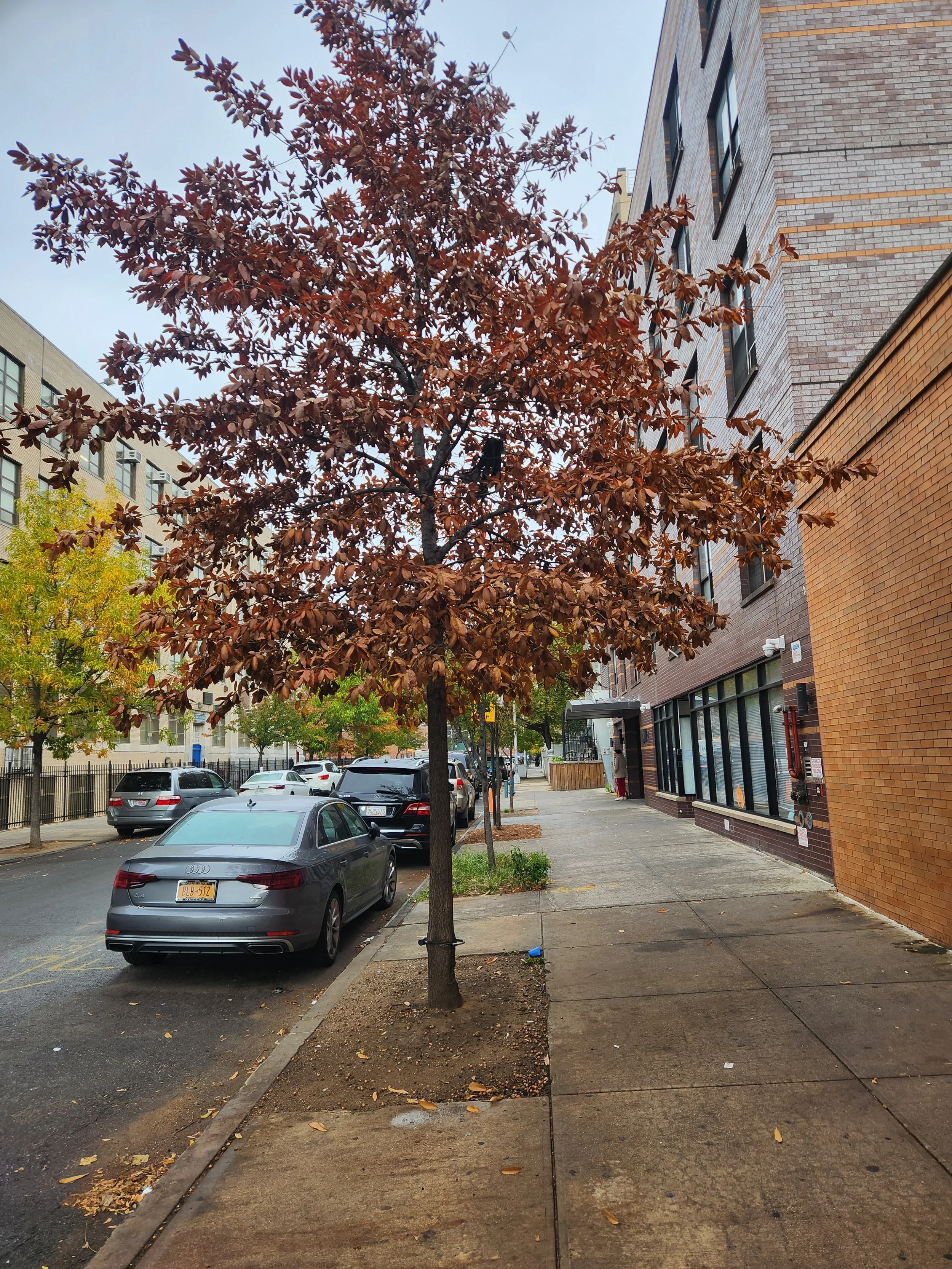 A street scene with a sidewalk, parked cars, and a tree with reddish-brown foliage, next to a brick building.