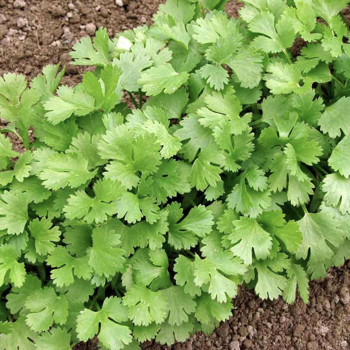 Cilantro