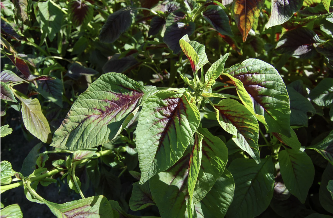 Red Callaloo