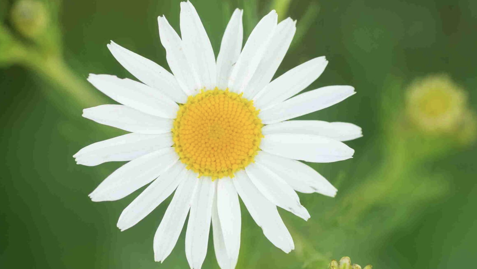 Chamomile