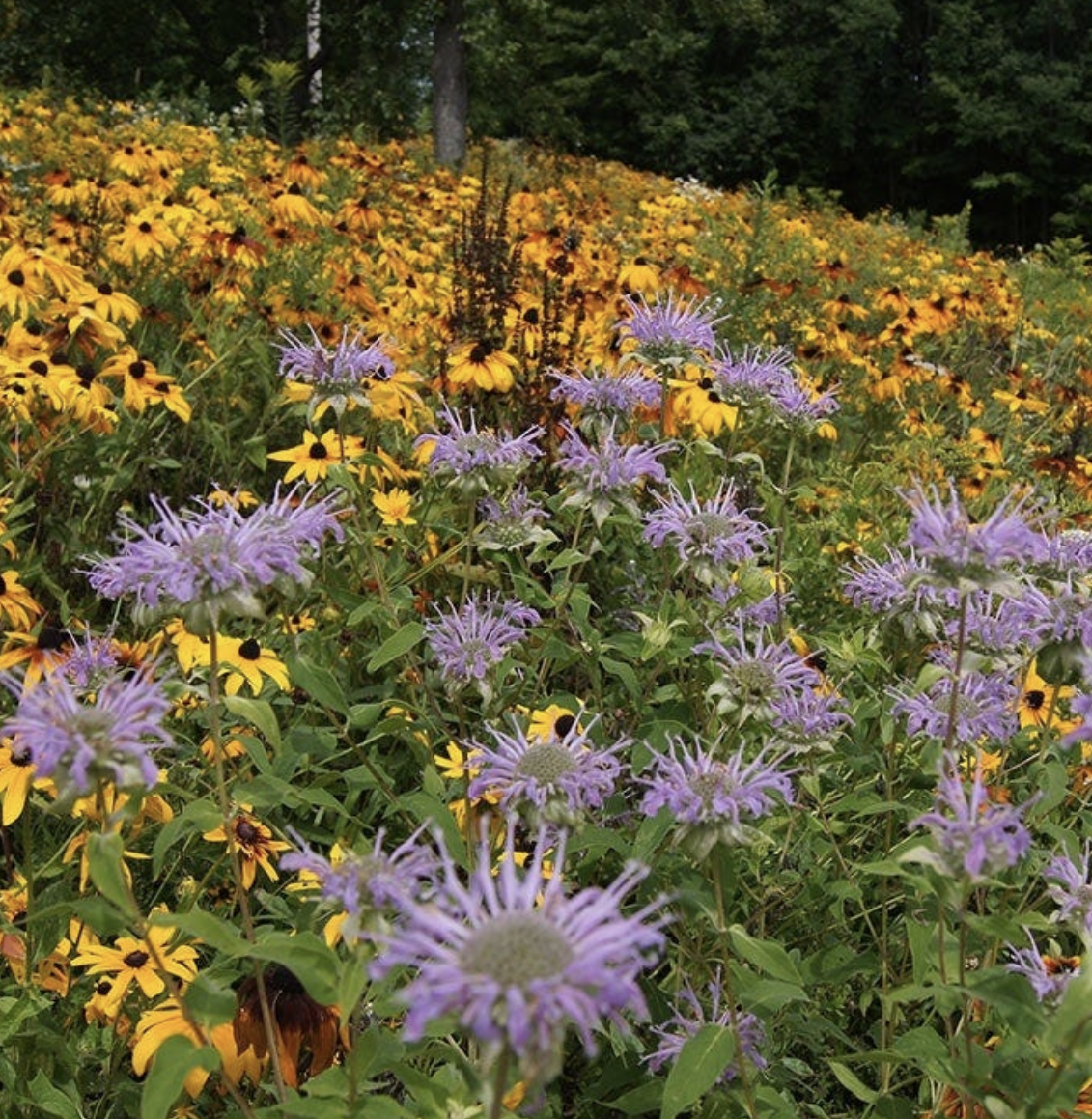 Northeast Wildflowers