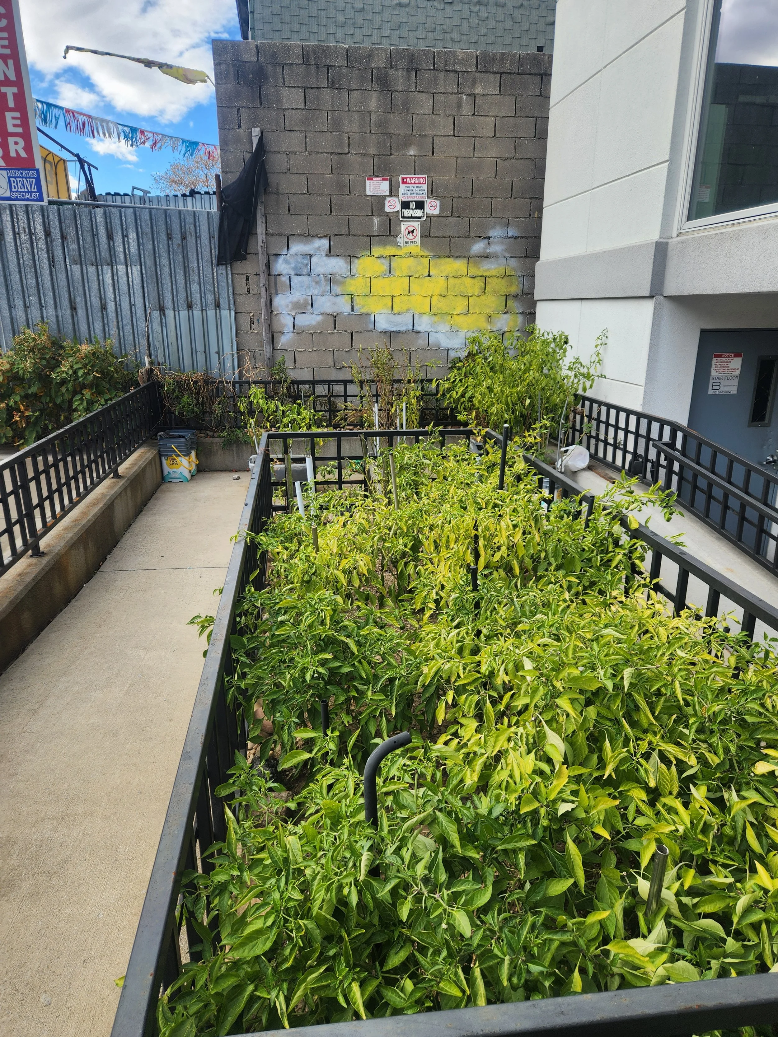 A small outdoor garden with lush green plants enclosed by black metal railings. A concrete walkway runs along the garden on the left side. In the background, a brick wall has gray and yellow spray paint, with warning signs posted above.