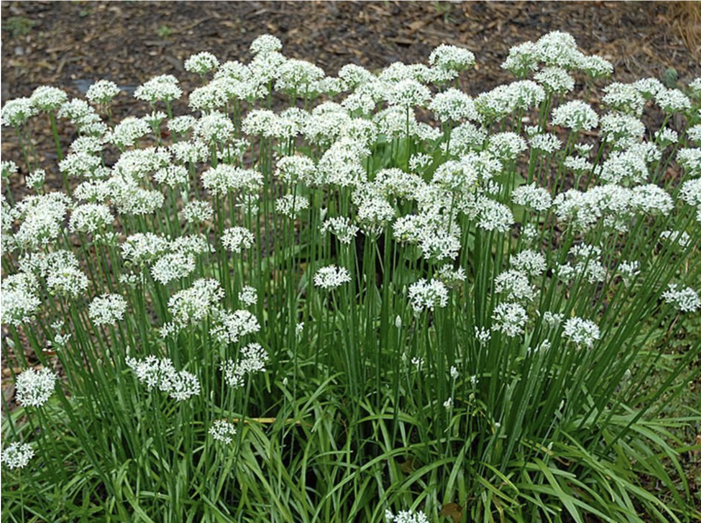 Garlic Chives