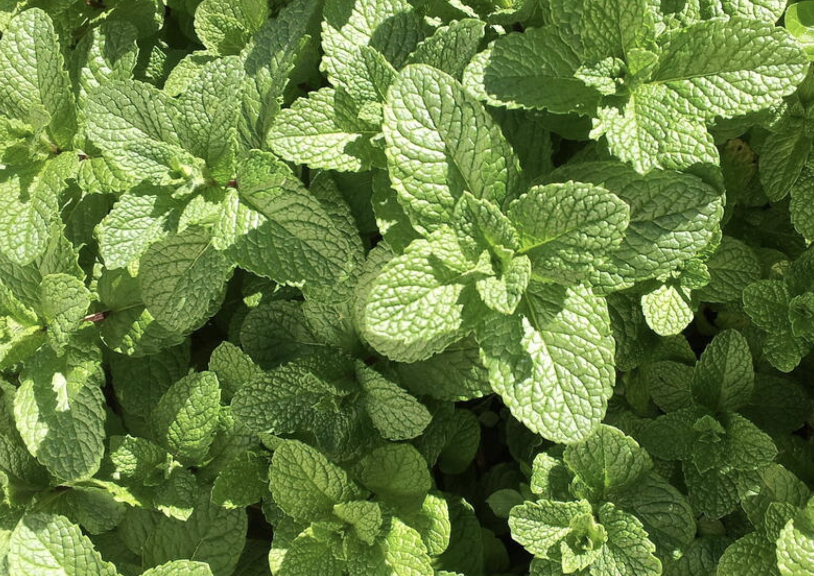 Peppermint