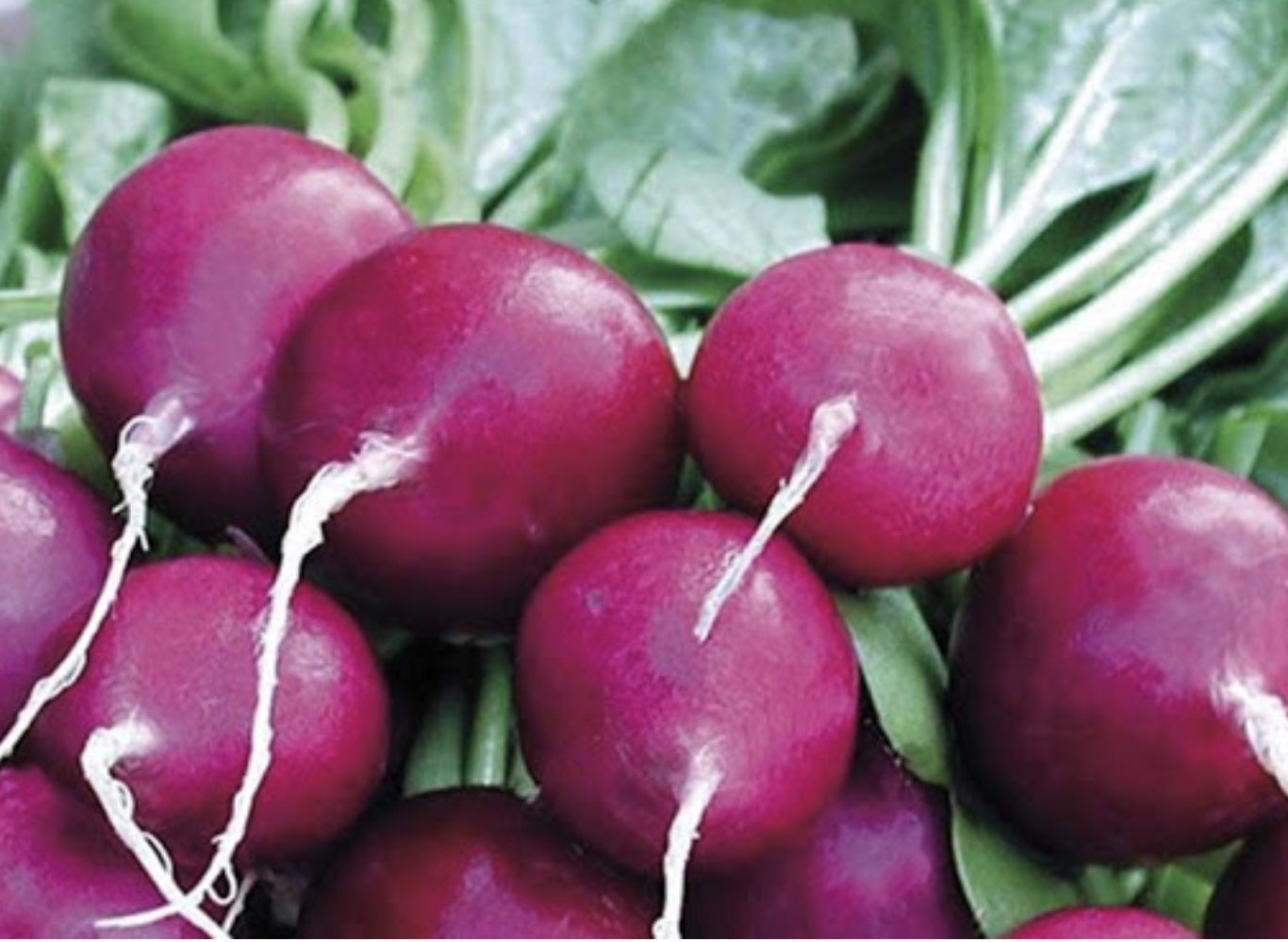 Purple Plum Radish