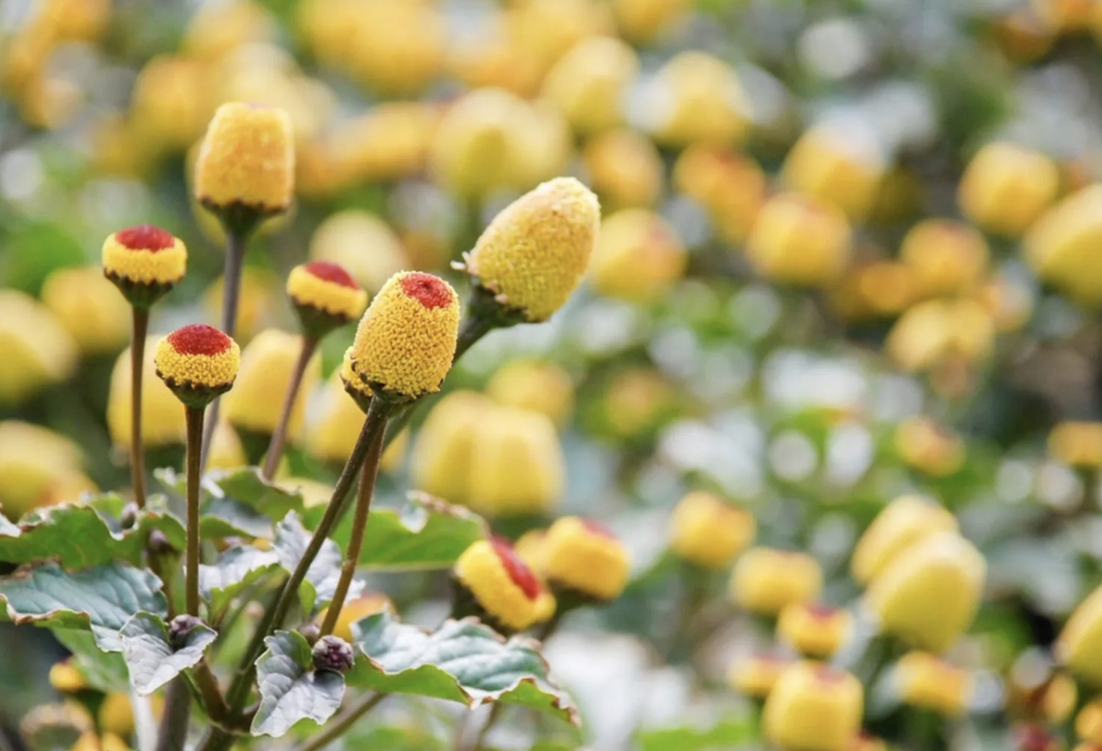 Spilanthes