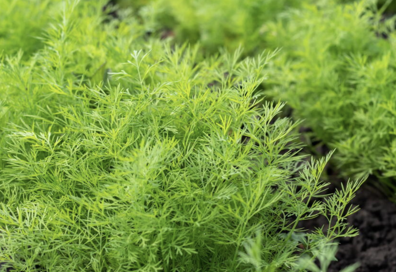 Dill