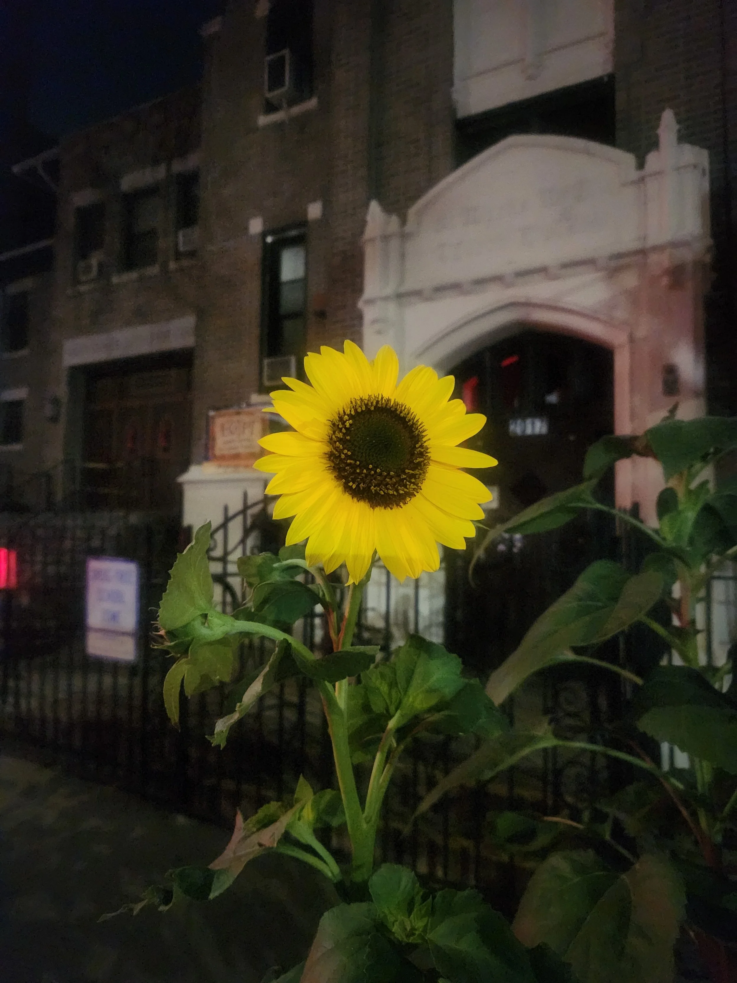 A bright yellow sunflower with a dark center growing in front of a brick building at night.