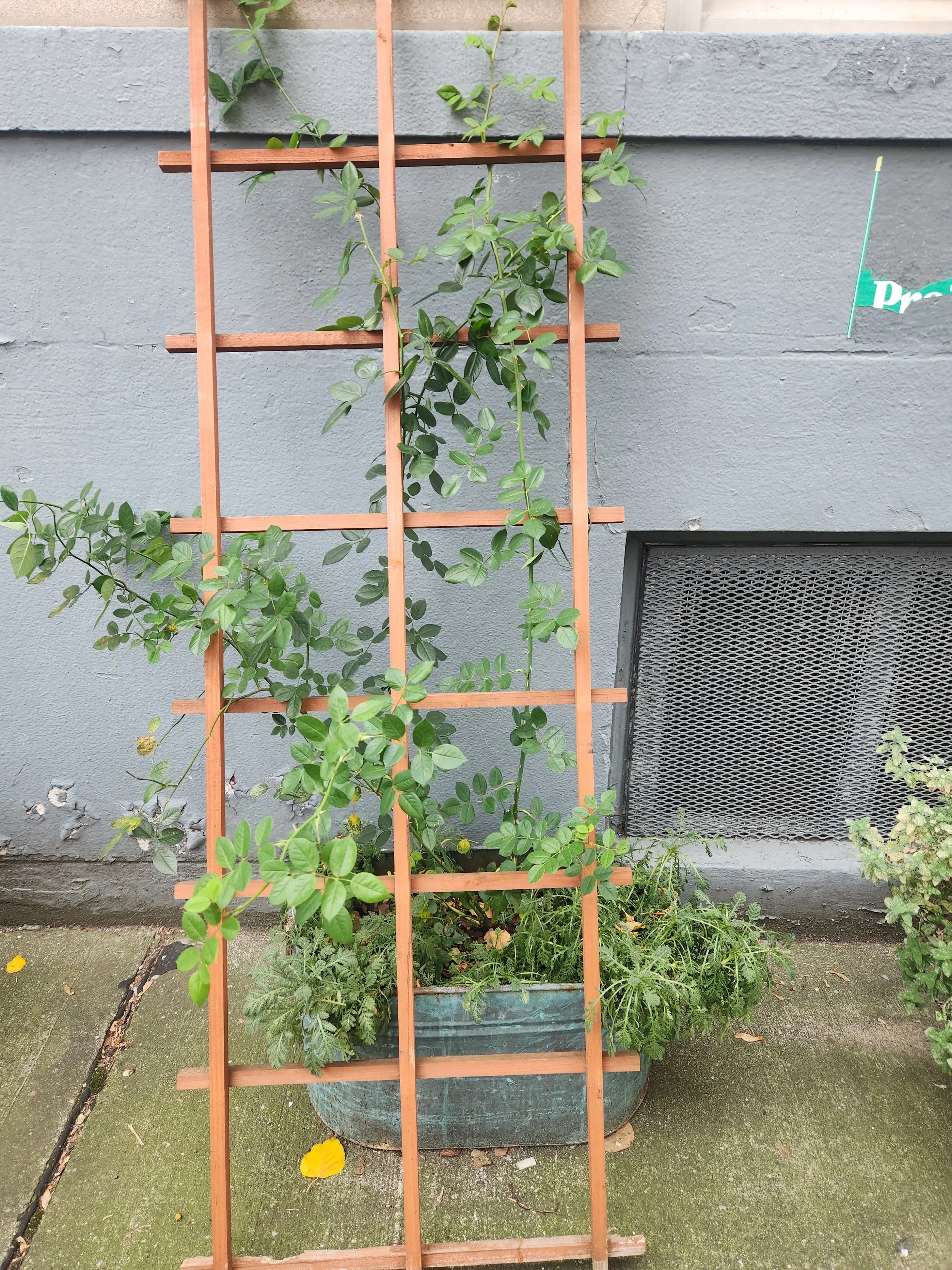 A plant growing on a wooden trellis against a gray wall, with additional plants in a large, weathered container below it.