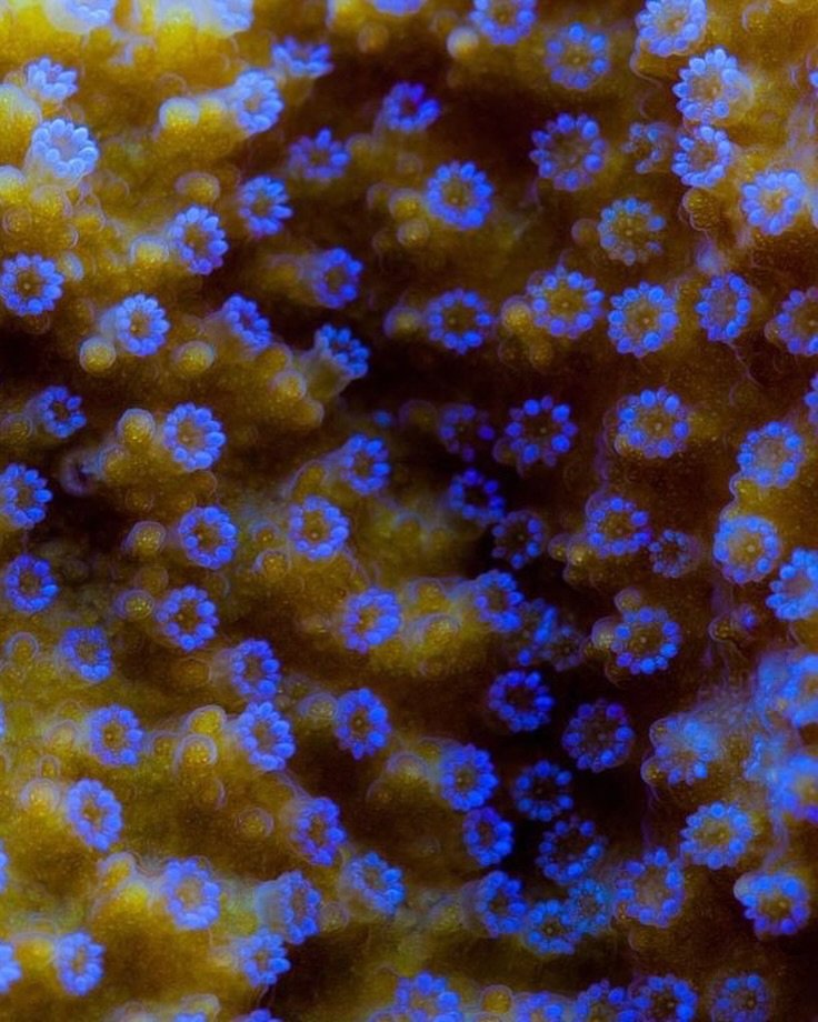 Blue &amp; Gold Montipora 🪻