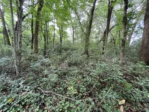 01-before-existing-wooded-site.jpeg
