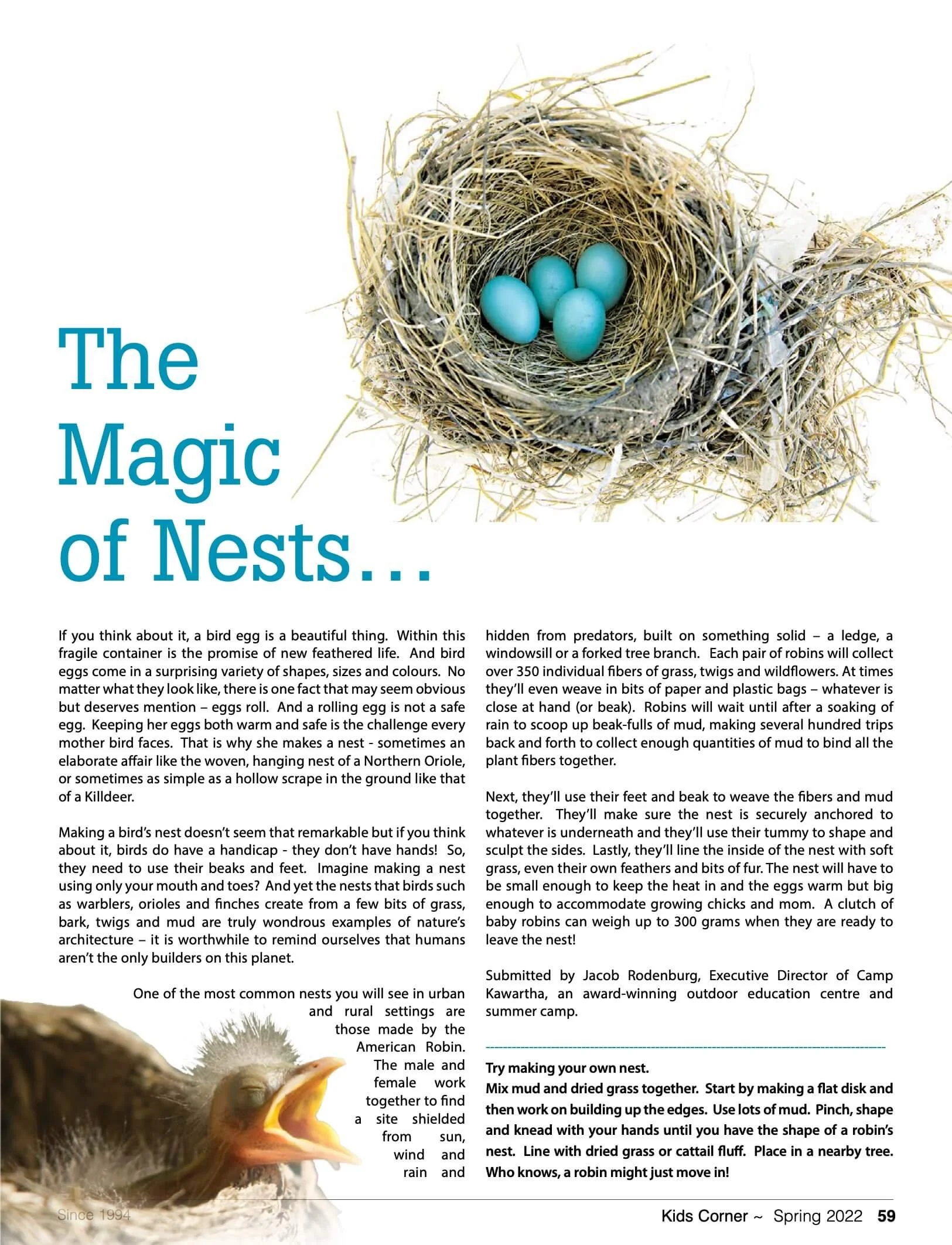 Close-up of a bird's nest with five blue eggs inside, with a blurred bird visible in the bottom left.