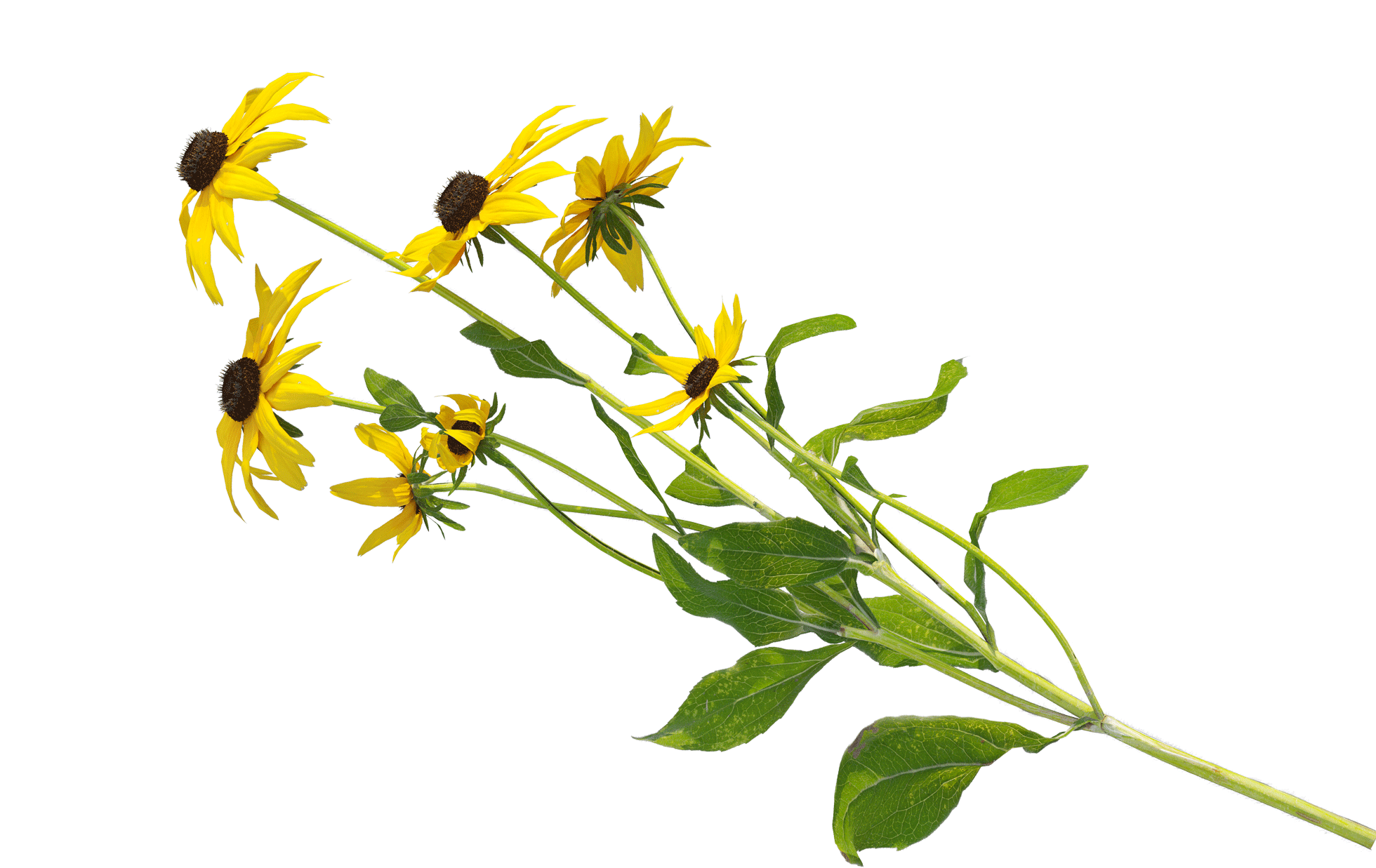 Yellow flowers with dark centers and green leaves against a black background.