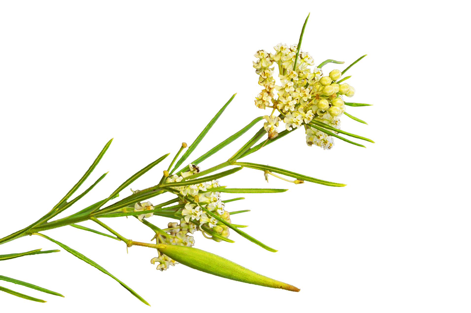 Close-up of a sprig of rosemary with small white flowers and green needle-like leaves against a black background.