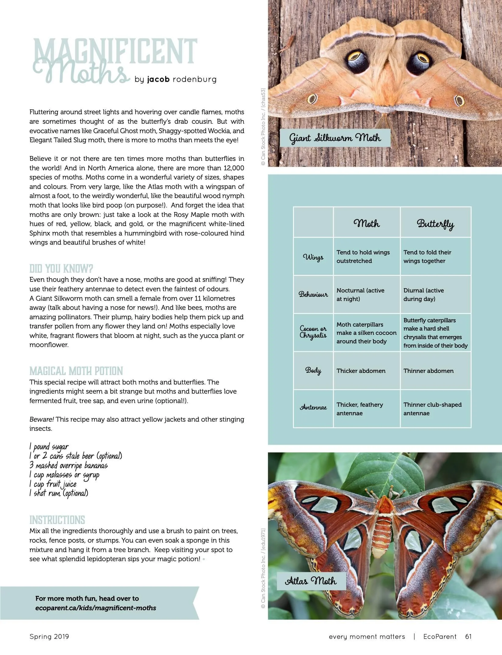 Page from a magazine or book about moths, featuring a colorful Atlas moth with large wings, a chart comparing giant silkworm moth and atlas moth, and some text about moths and their characteristics.