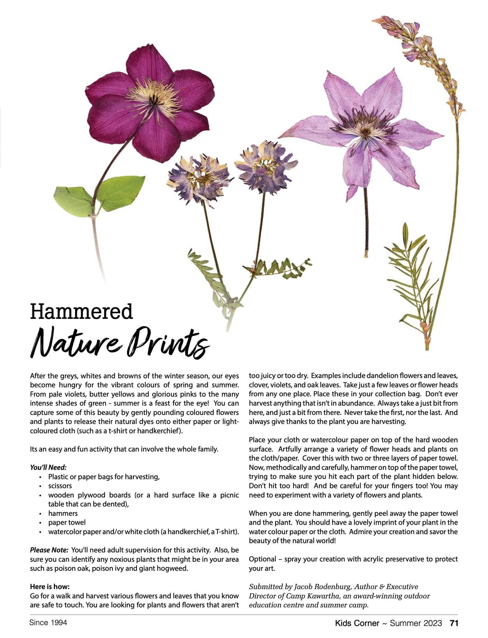 Various pressed flowers including a purple clematis, a purple columbine, and other flowers, arranged for a craft activity.