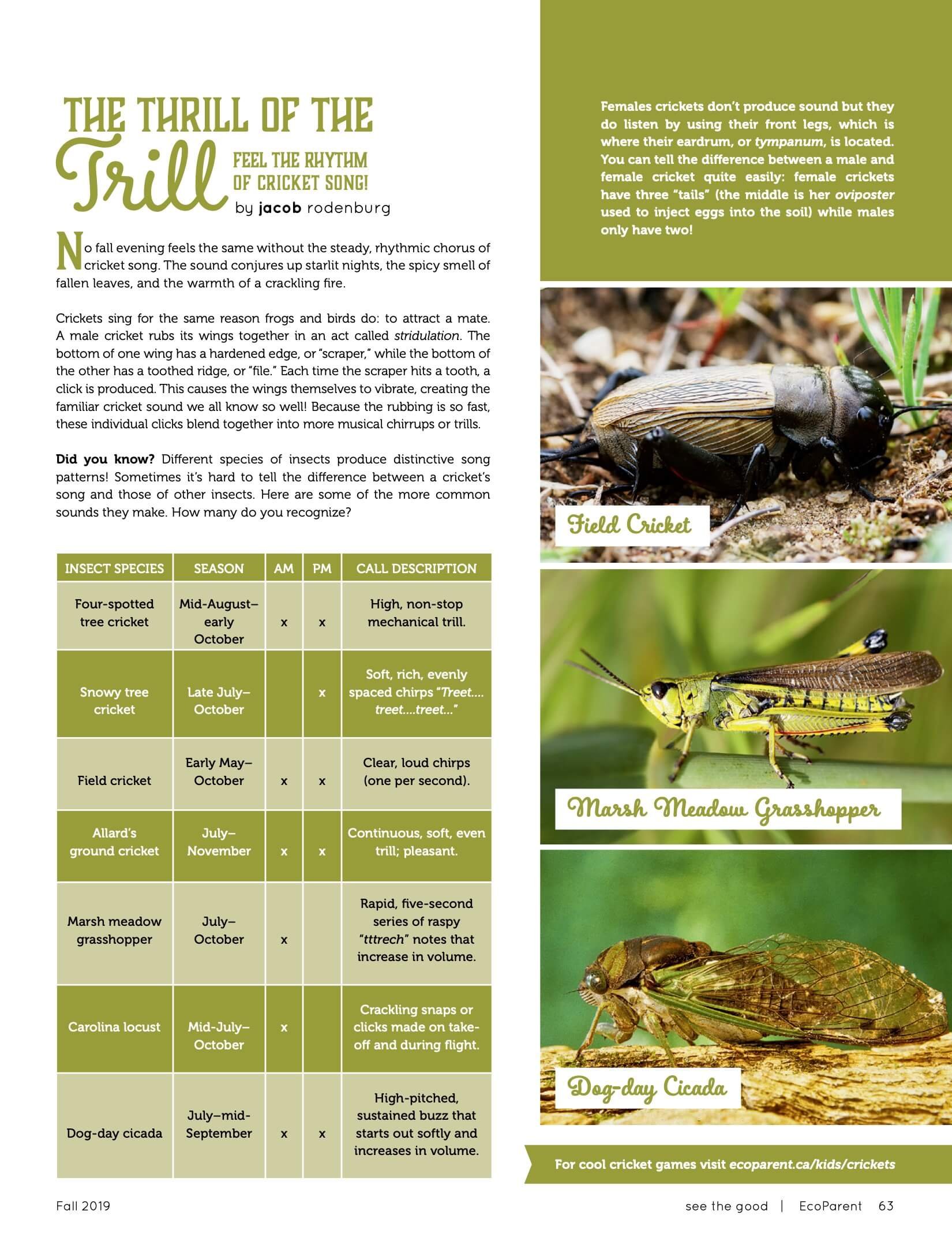 The image shows a page from a publication about different types of crickets and other insects, describing their appearance, behavior, and the sounds they make. There are colorful photographs of various insects, including a field cricket, marsh meadow grasshopper, dog-day cicada, and Carolina locust, along with a table listing their species, season, and call description.