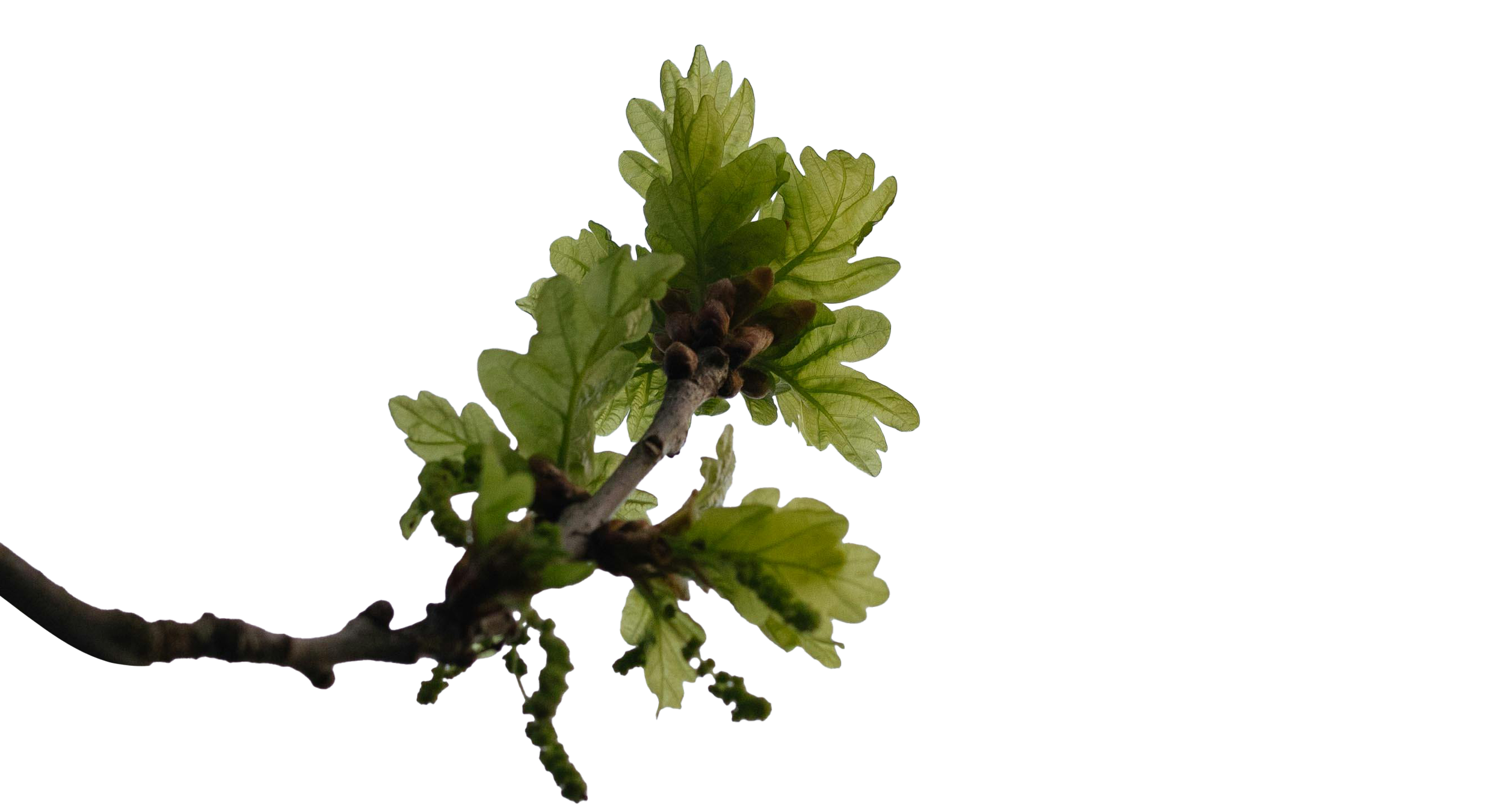 Close-up of a branch with green leaves and budding flowers against a black background.