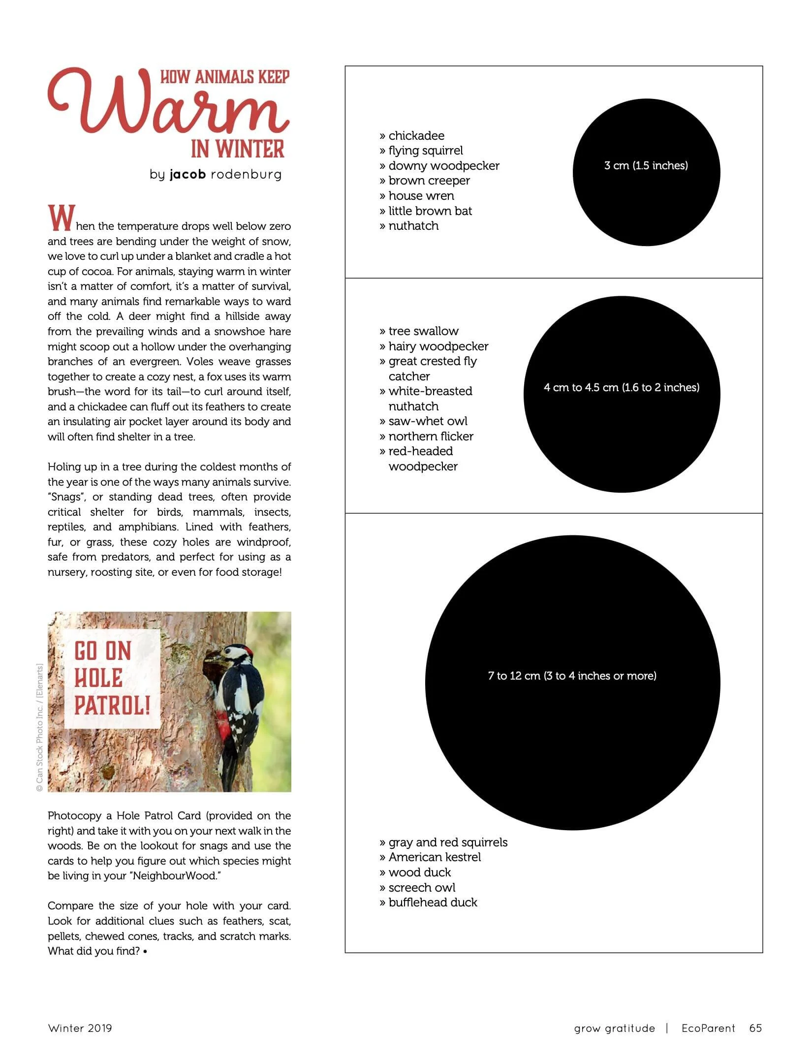 A page from a guide about how animals keep warm in winter, featuring a list of animals with circles showing their size ranges in centimeters and inches, alongside a photo of a woodpecker on a tree trunk with a 'Go on Hole Patrol!' sign.