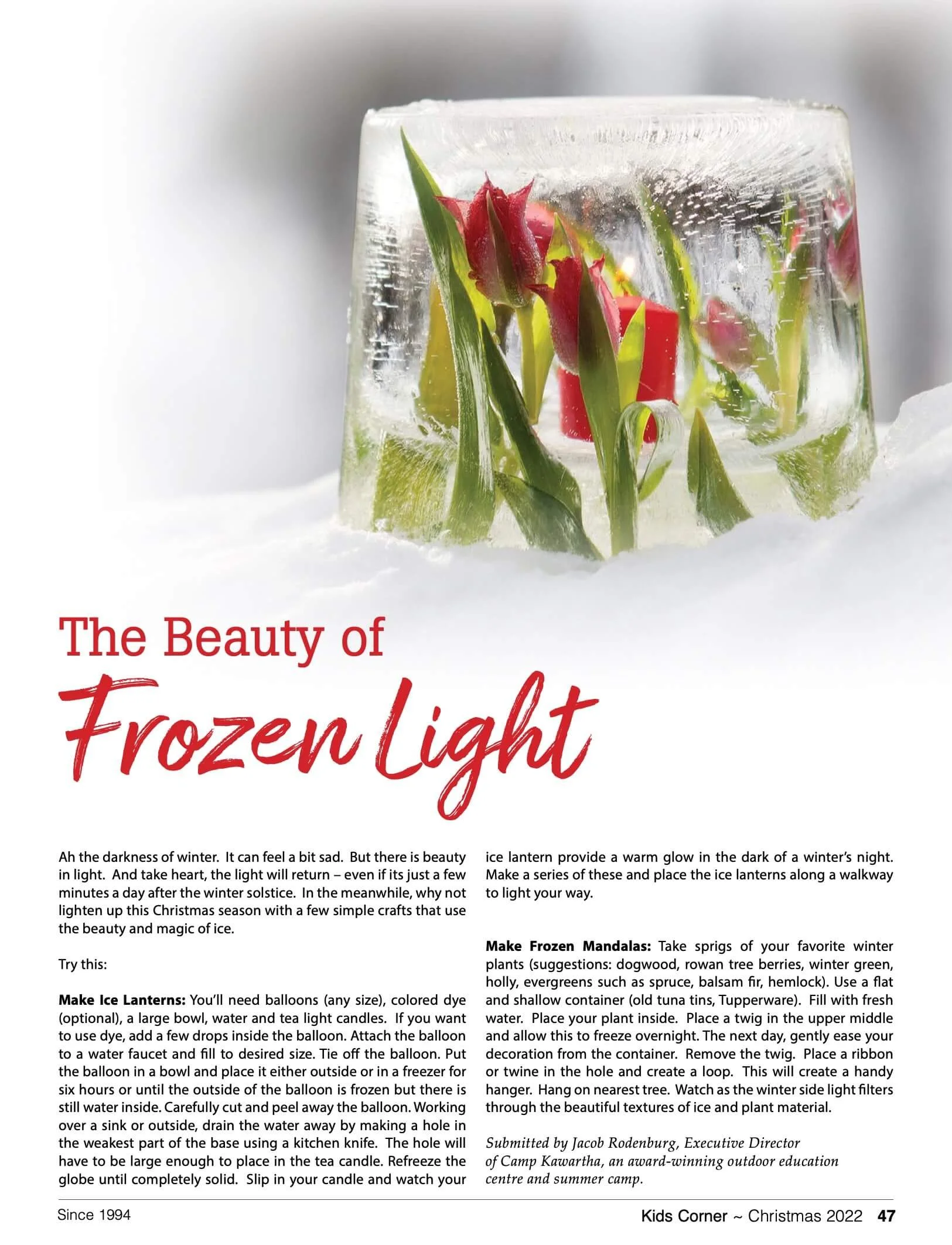 A close-up photo of a clear ice block containing pink and green tulip flowers frozen inside.