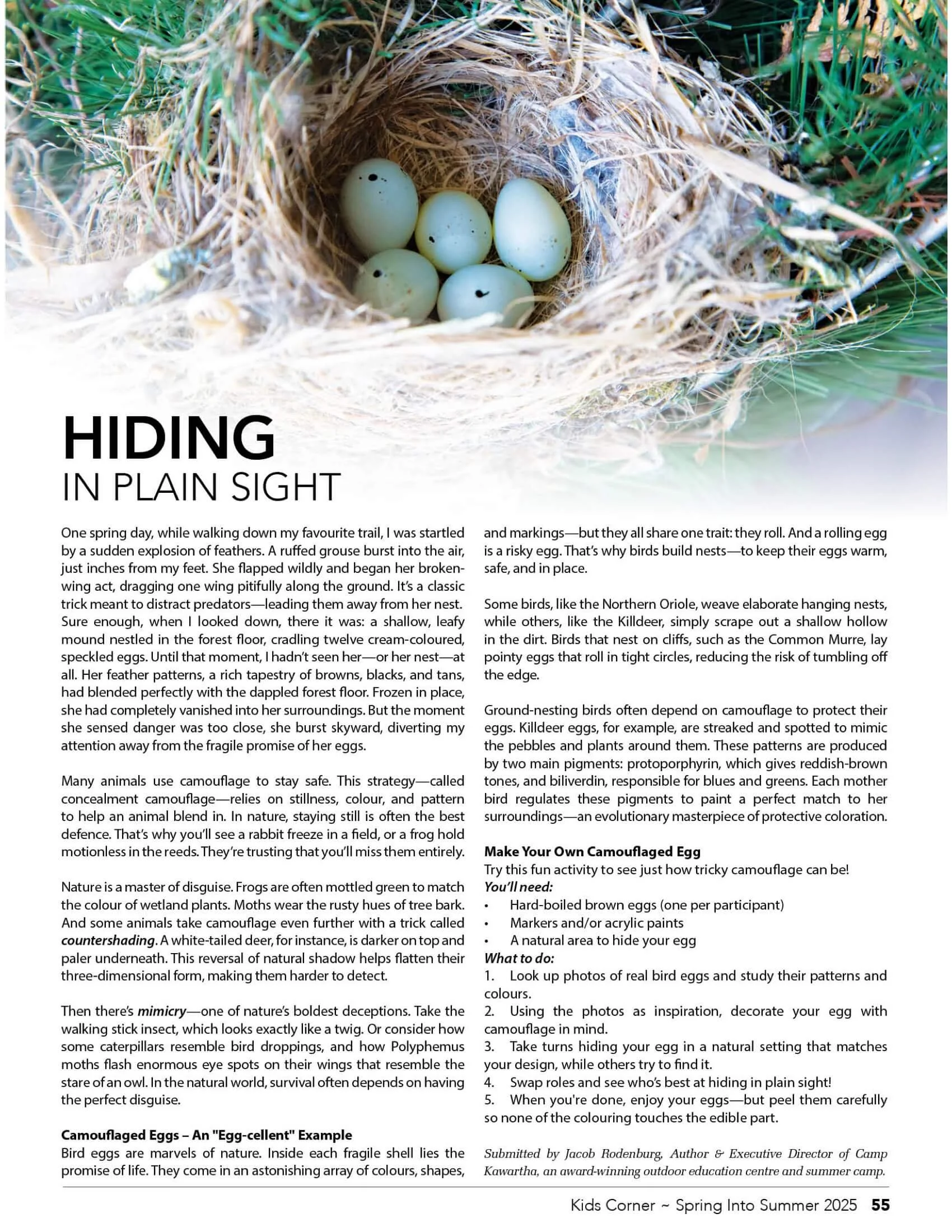 A bird's nest with five pale blue eggs resting on dried grass and twigs, surrounded by green grass.