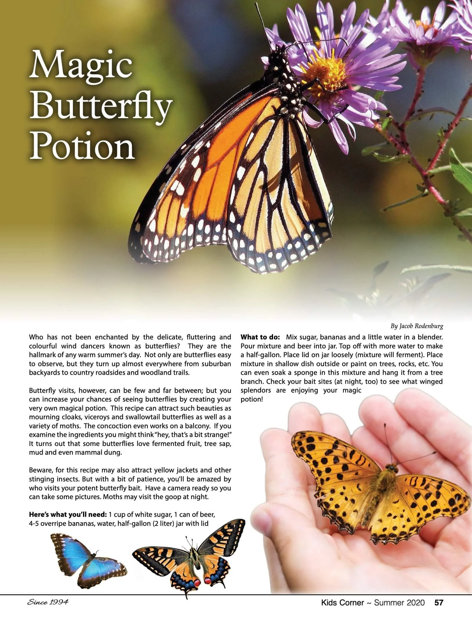 A close-up photograph of a Monarch butterfly perched on a purple flower, with text on the left side of the page describing butterfly-related recipes and activities, including a butterfly potion making guide, and showcasing other butterflies at the bottom. The background is blurred greenery, and there is a pinkish hue in the lower part of the image.