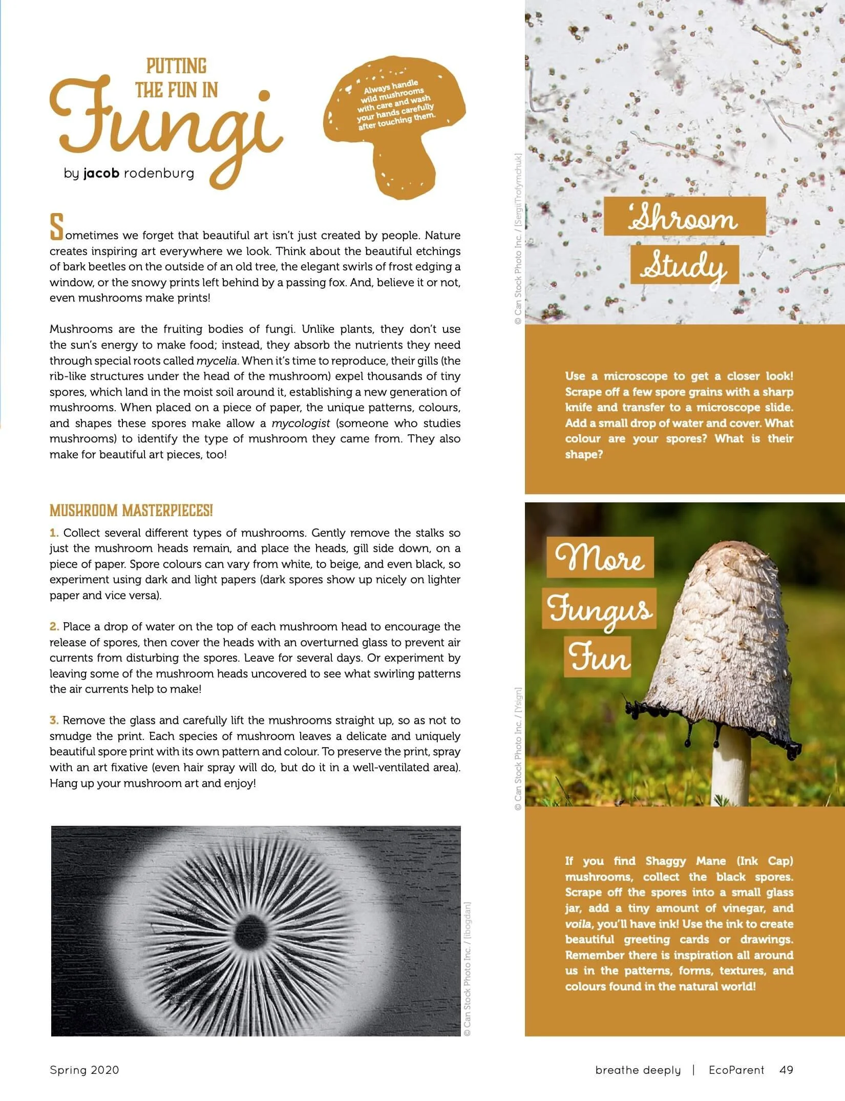 A spread of a magazine or book page discussing fungi, featuring a photograph of a mushroom, a black-and-white illustration of a starburst pattern, and text about mushroom study and art, with title 'Putting the Fun in Fungi' and activities related to mushrooms.