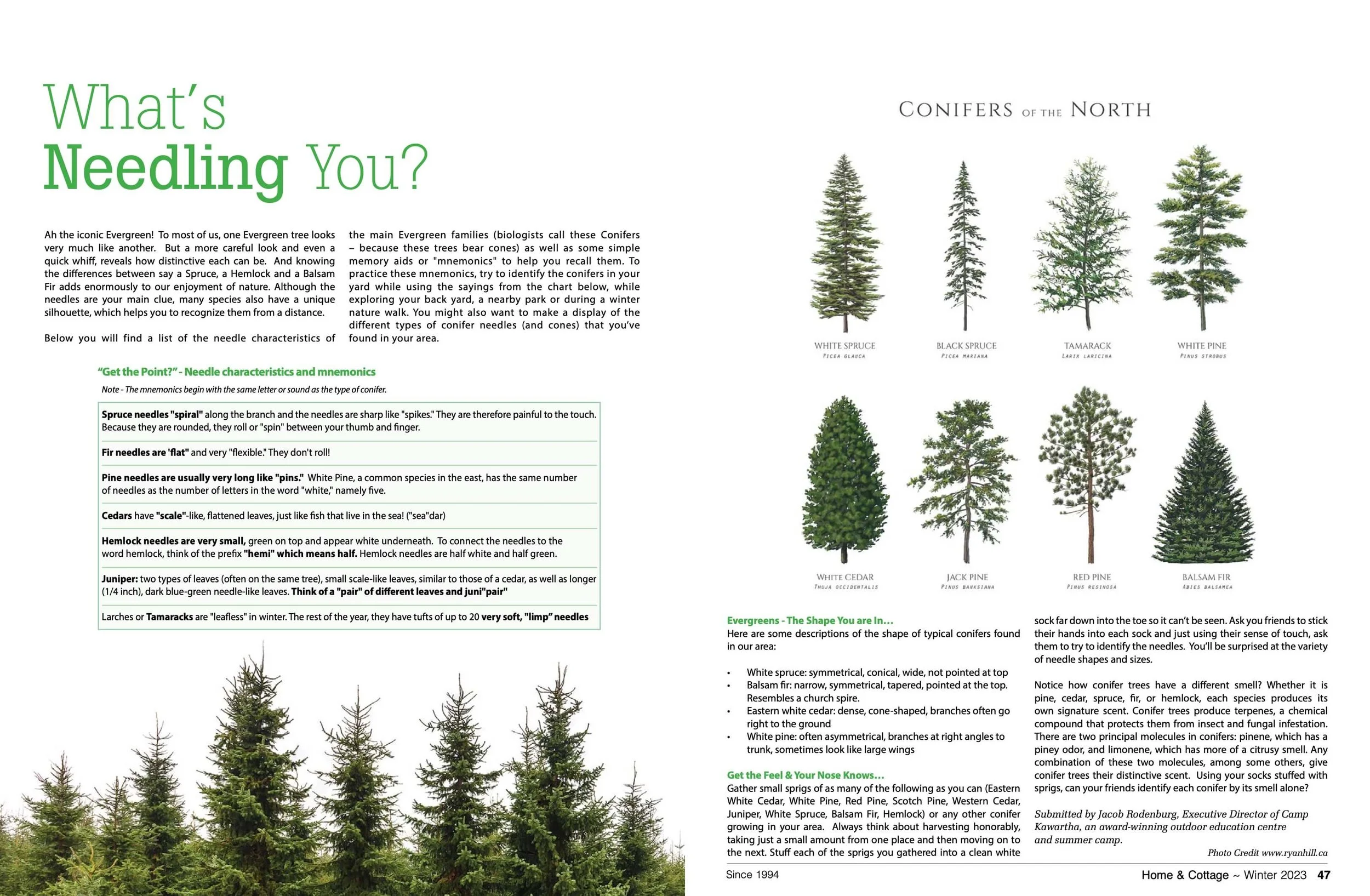 Informational page about conifer trees displaying illustrations of different conifer species such as White Spruce, Black Spruce, Tamarack, White Pine, White Cedar, Jack Pine, Red Pine, and Balsam Fir, with descriptive text.