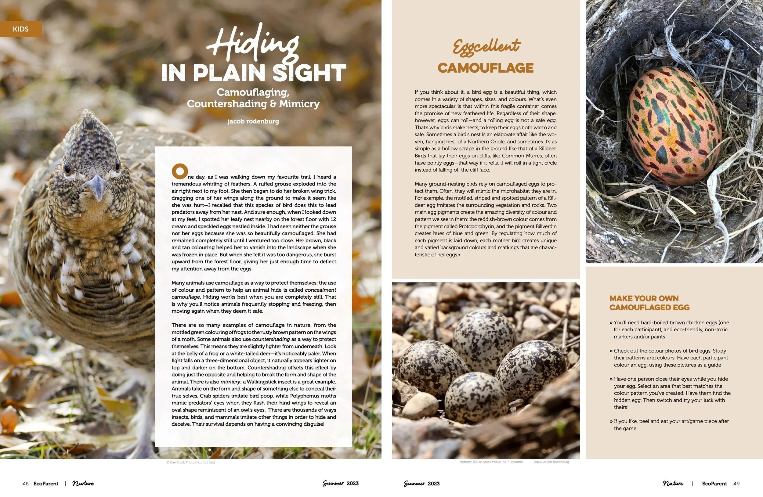 A magazine spread featuring an article about bird eggs and camouflage. The left page shows a close-up of a bird with brown, black, and white feathers, while the right page displays a colorful bird egg with a mottled pattern of orange, black, green, and blue on a bed of twigs and dirt.