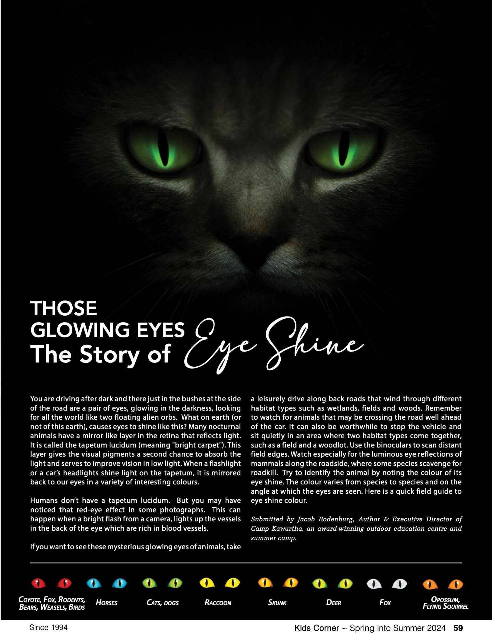 A dark image of a cat with glowing green eyes in the center, accompanied by text about the story of luminous eyes in animals, with a row of cartoon eyes at the bottom representing different animals such as coyote, fox, rodent, bear, weasel, bird, horse, cat, dog, raccoon, skunk, deer, fox, and opossum, flying squirrel. The bottom also contains some text referencing Kids Corner, Spring into Summer 2024, and the number 59.