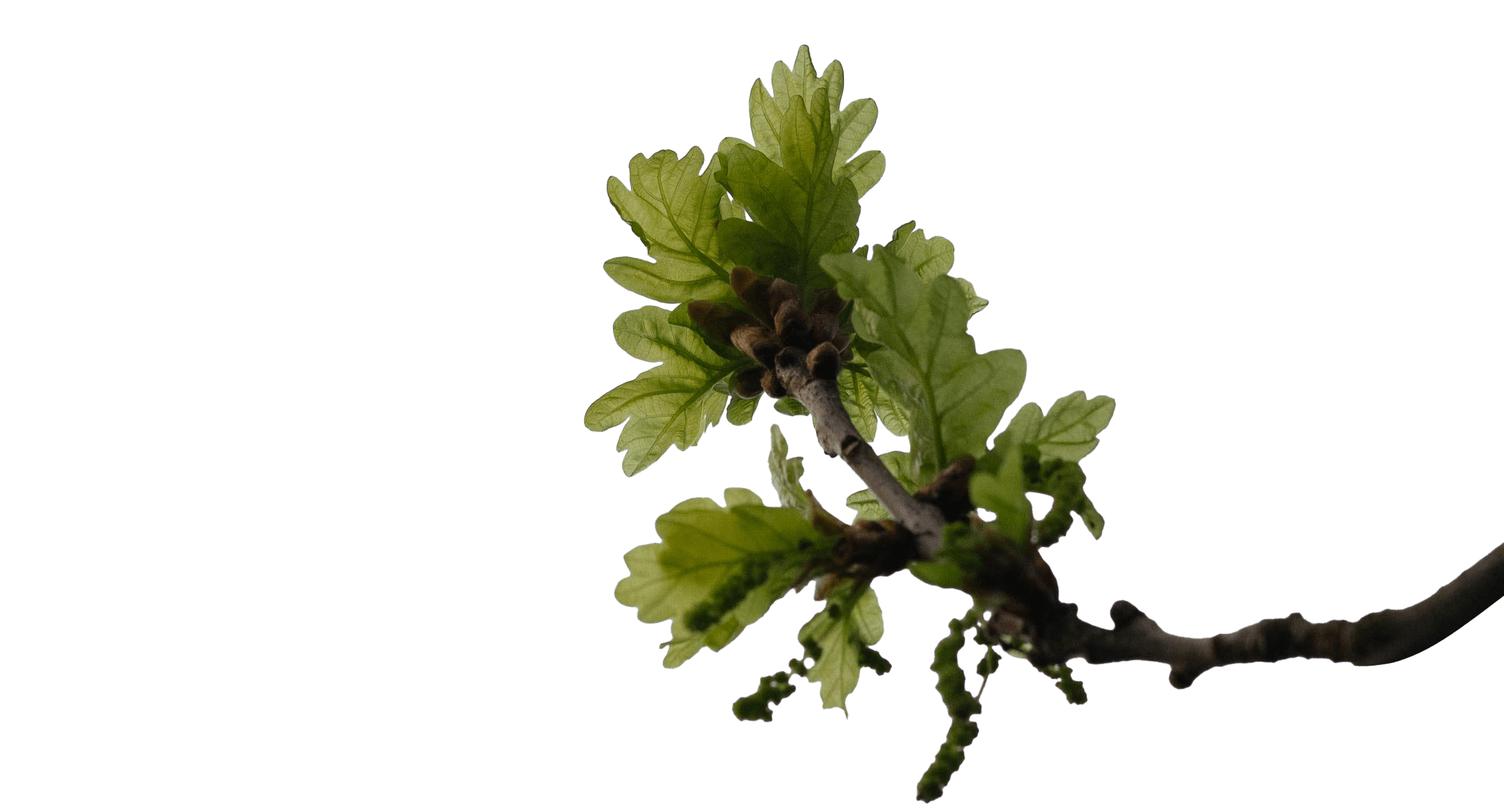 Close-up of a budding oak branch with green leaves and acorns against a black background.