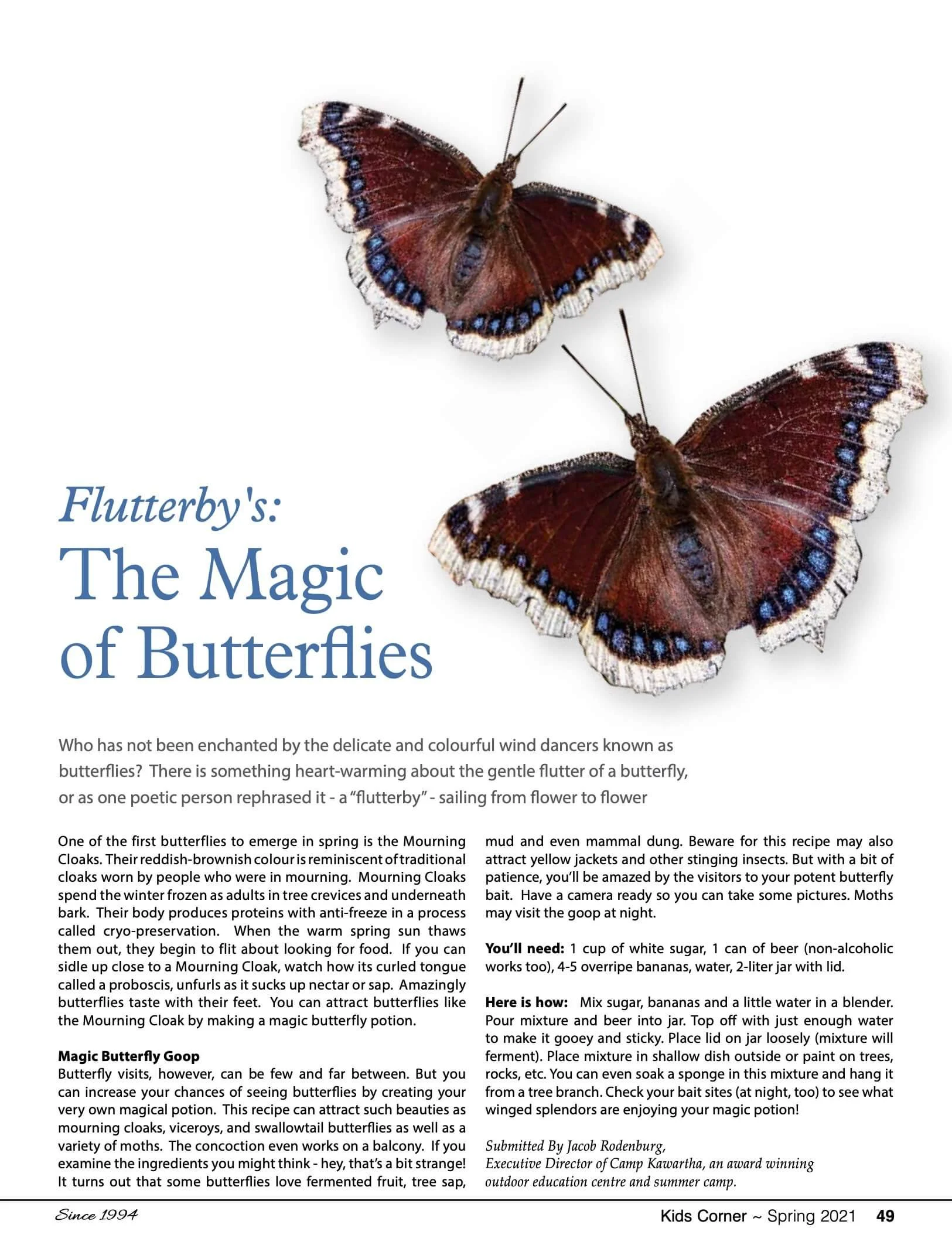 Page from a magazine or book titled "Flutterby's: The Magic of Butterflies" featuring an image of two brown and blue butterflies on a white background with accompanying text about butterflies, their behavior, and how to attract them.