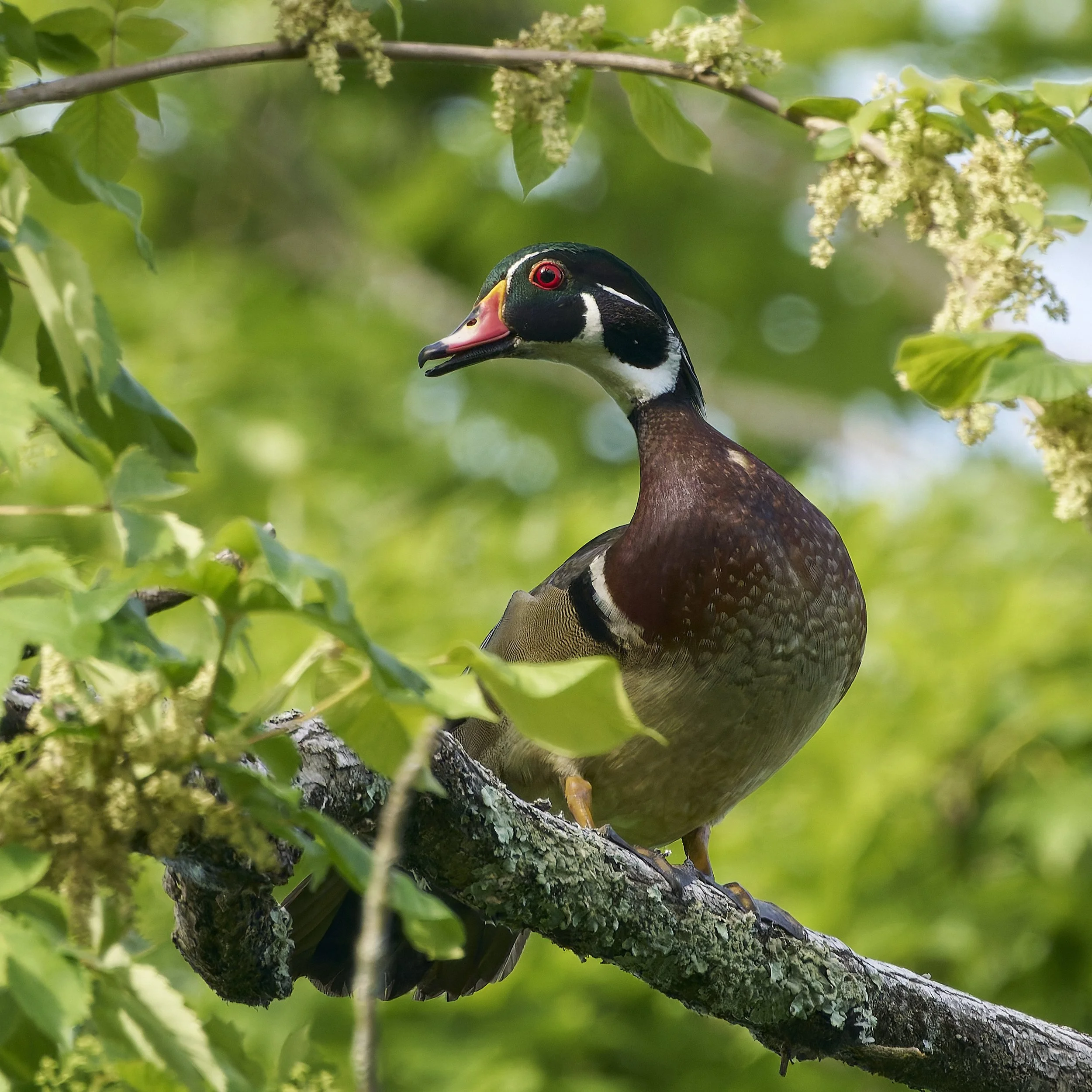Wood duck, male. South Meadows Trail, East Hartford, CT USA