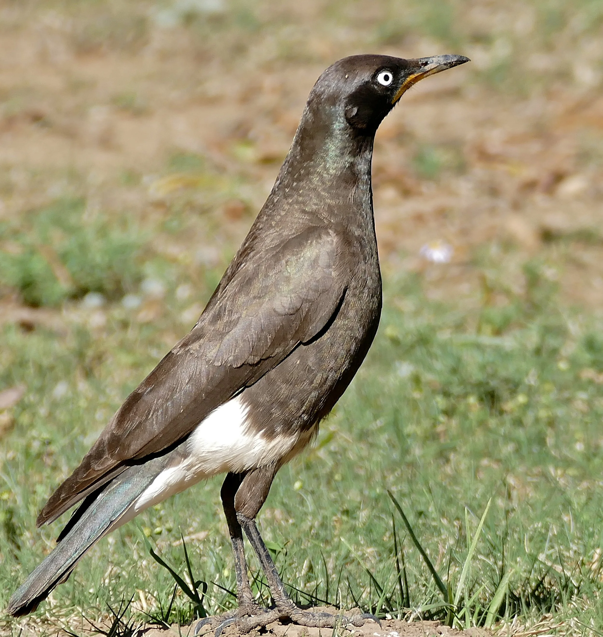 An adult Pied Starling begs for food in the Rest Camp of Mountain Zebra NP, Eastern Cape, South Africa