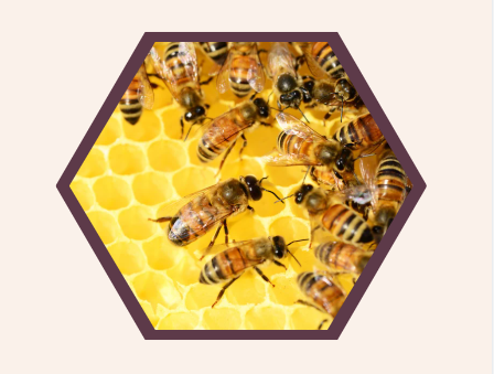 Mill Town Tea: 50 Years of Supporting Honeybees  & Beekeeping in Howard County