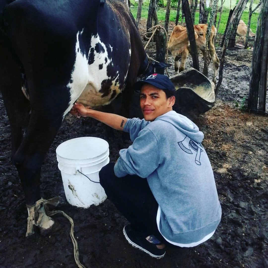 A young man in a grey hoodie and black pants kneeling on muddy ground, milking a black and white cow in a farmyard. There is a white bucket next to him. In the background, there are two light brown cows tied to trees in a wooded area.