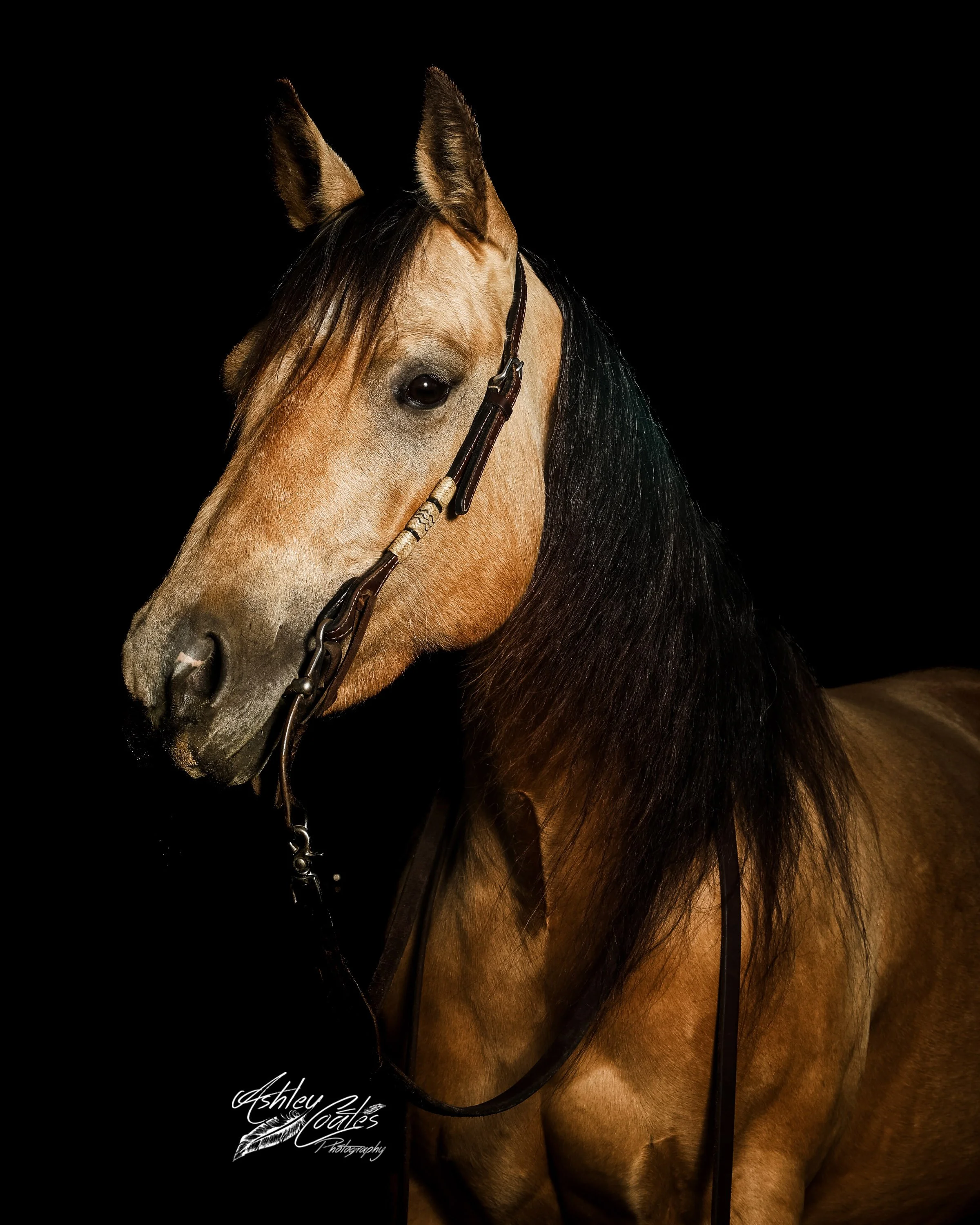 8x10_3442©AshleyCoates.jpg