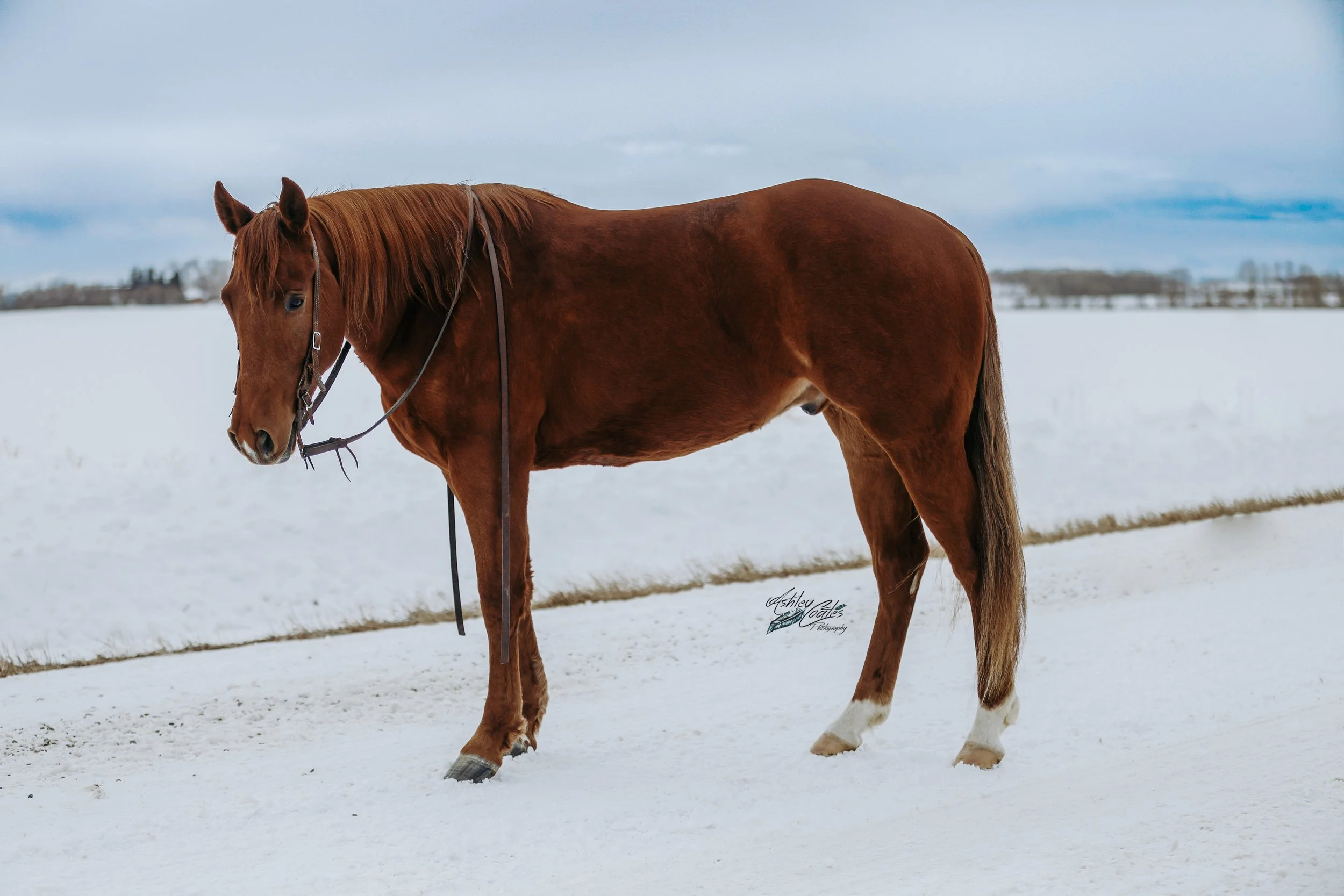 _MG_4642©AshleyCoates.jpg
