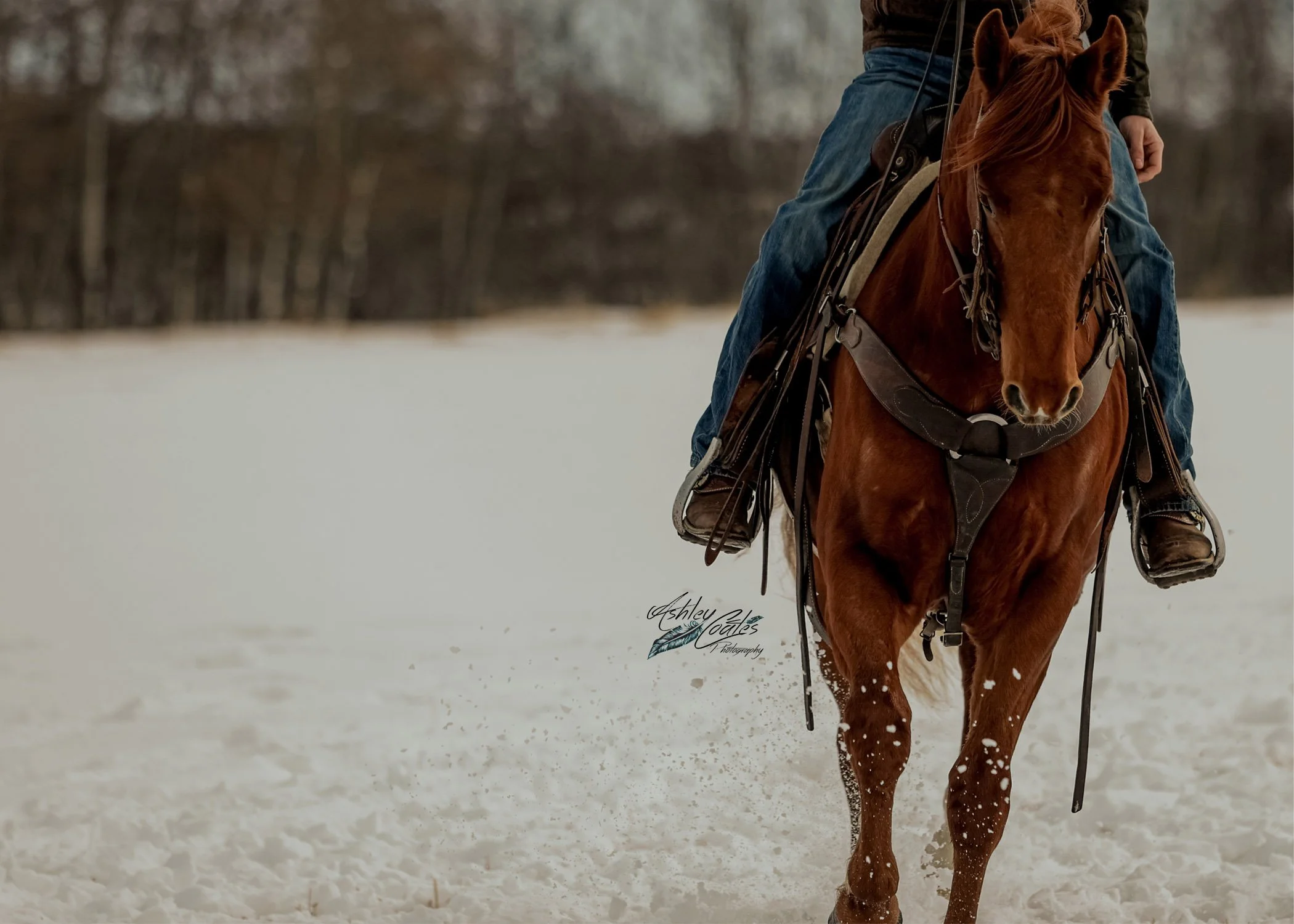5x7_4738©AshleyCoates.jpg