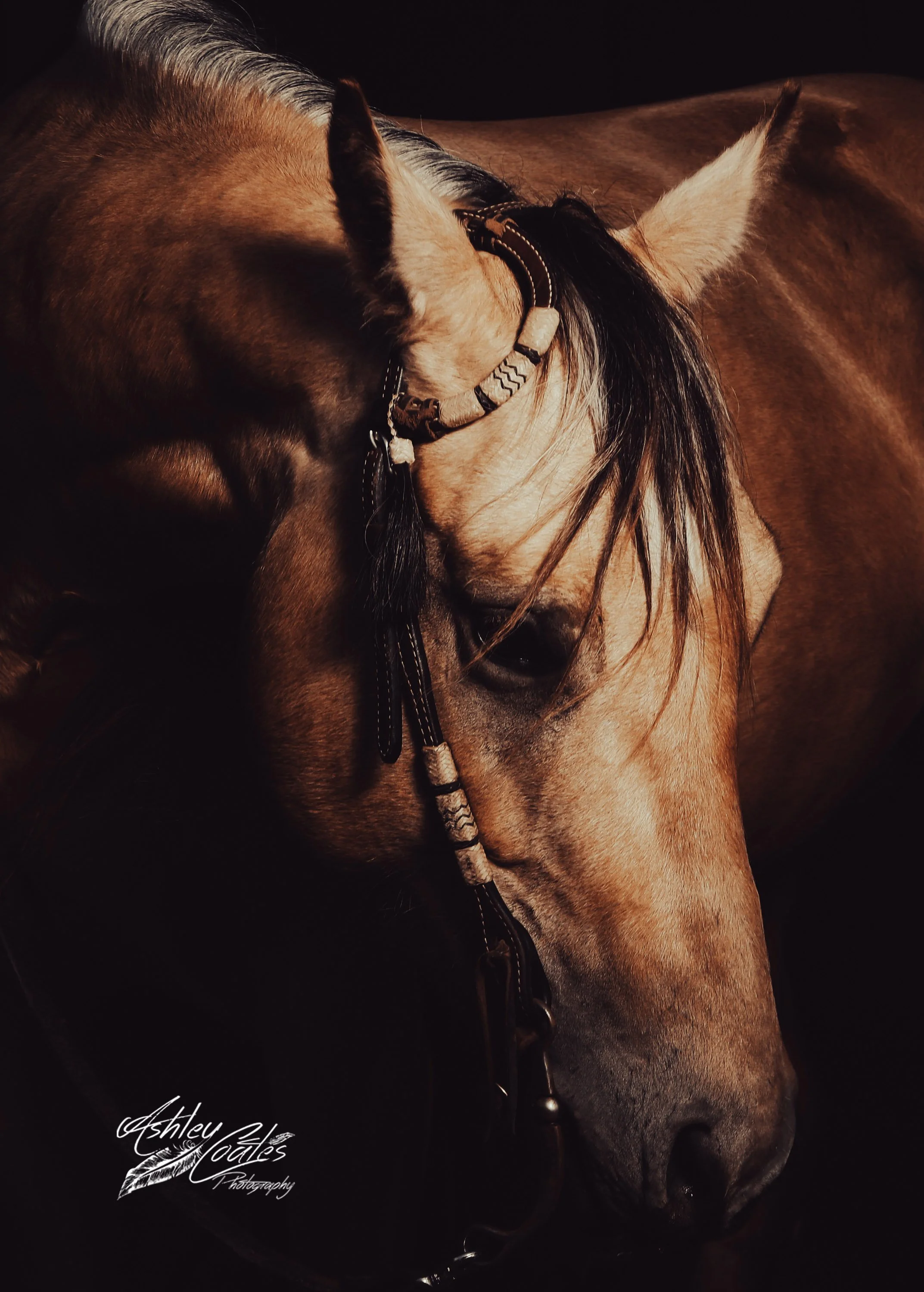 8x10_3454©AshleyCoates.jpg