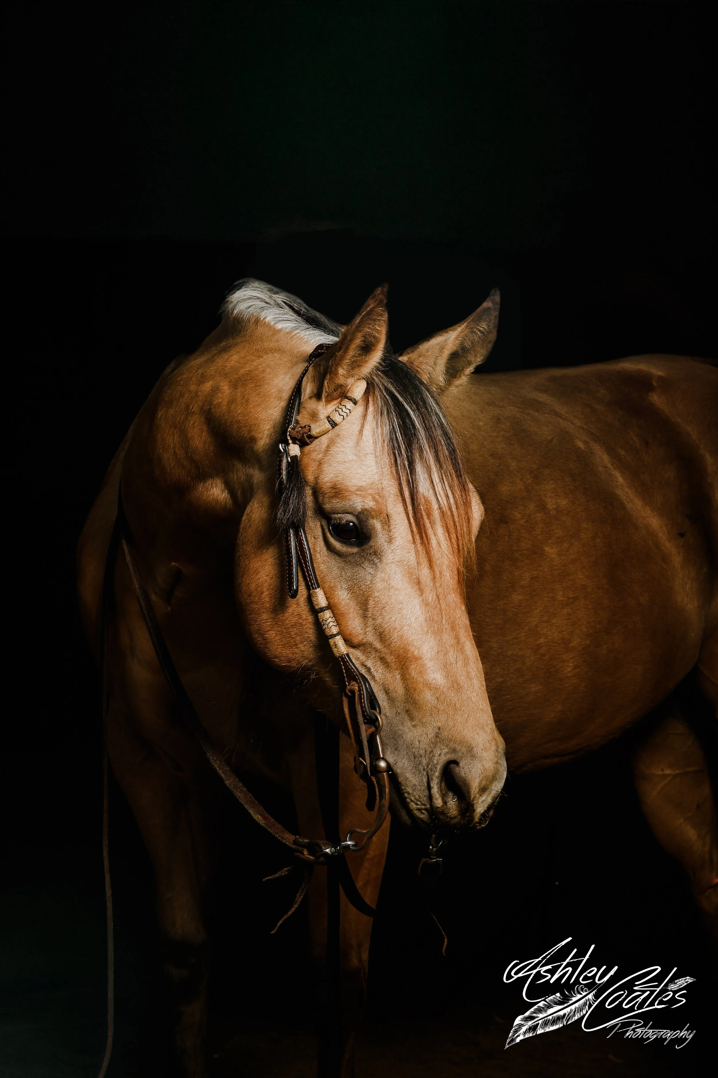 Equine Sale Photos