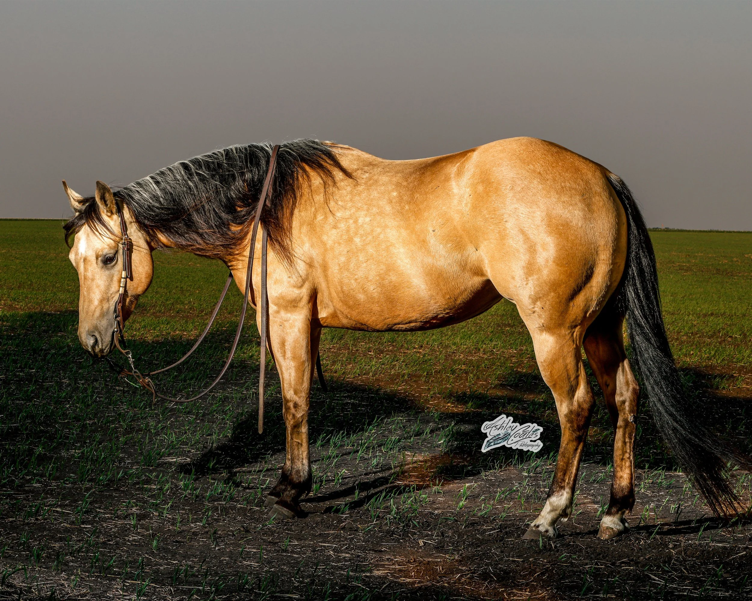 8x10_3624©AshleyCoates.jpg
